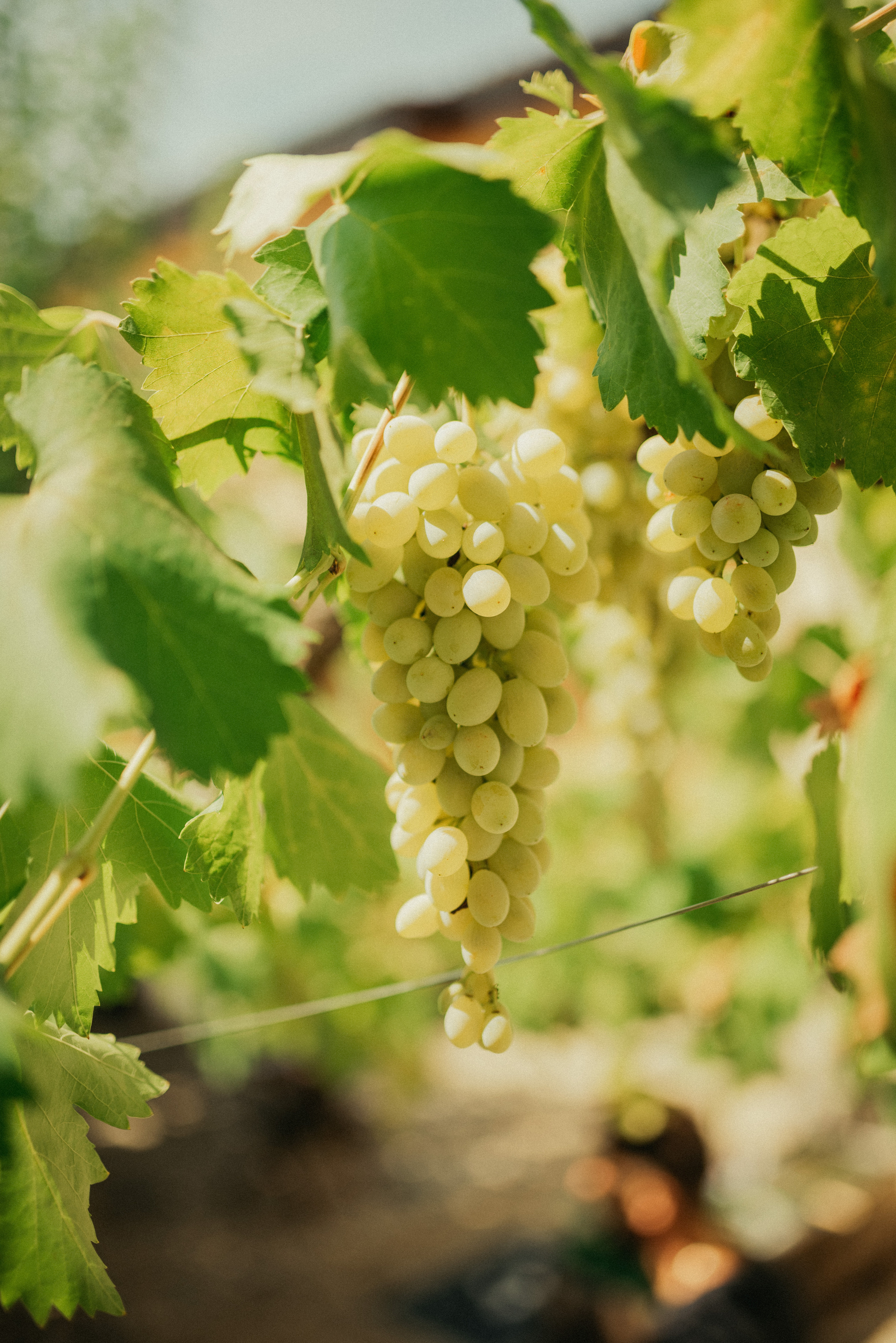 Lombardia Love story. Фотограф Василиса Гордеева