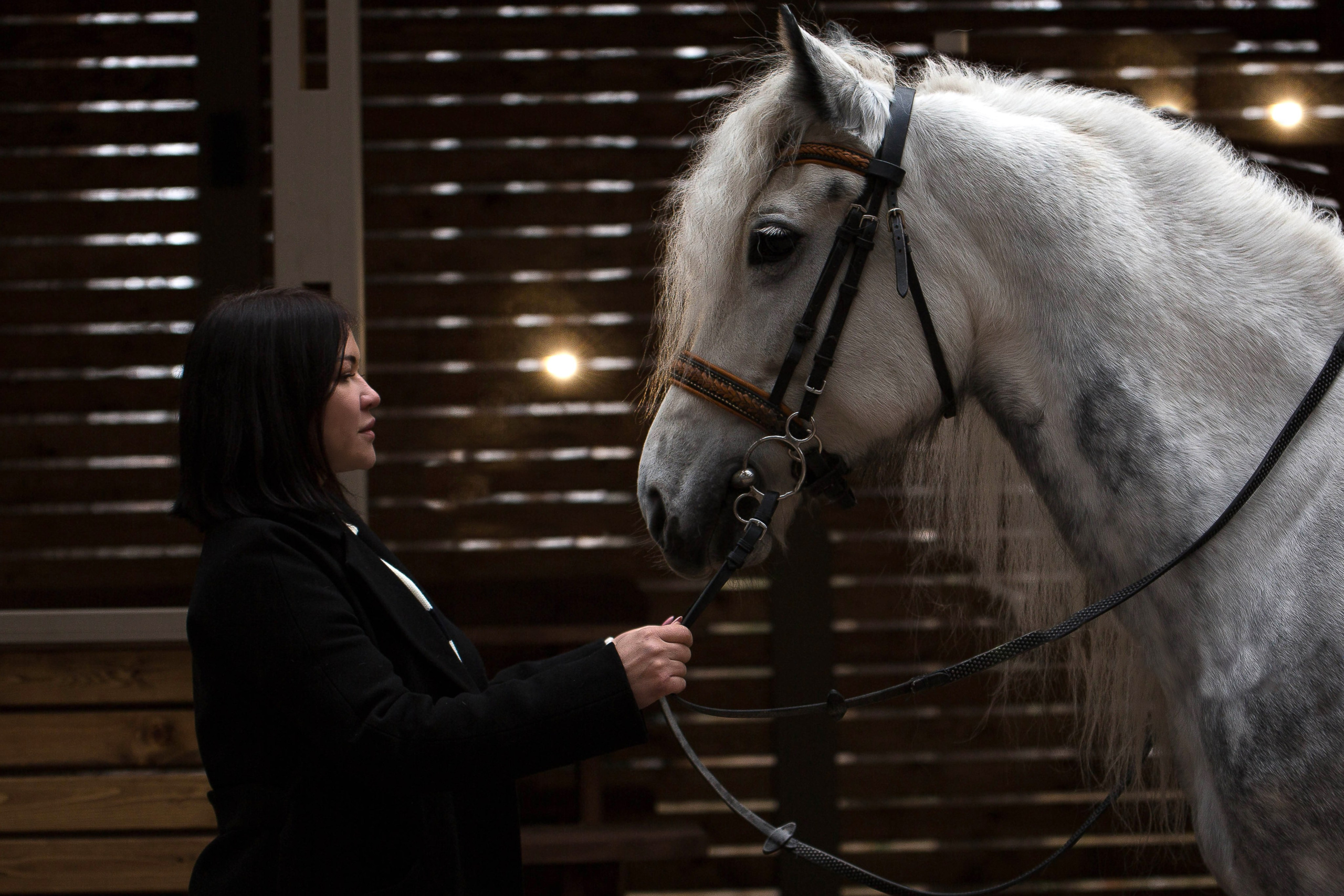 Феникс. Конный фотограф в Красноярске — Любовь Похабова