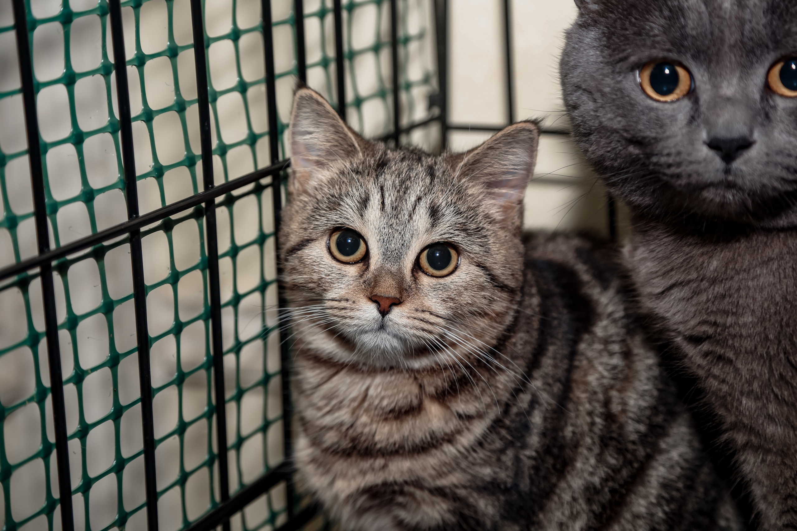 Приют Кошкин Дом Филимоша. Ваш фотограф в Оренбурге Рощупкина Екатерина