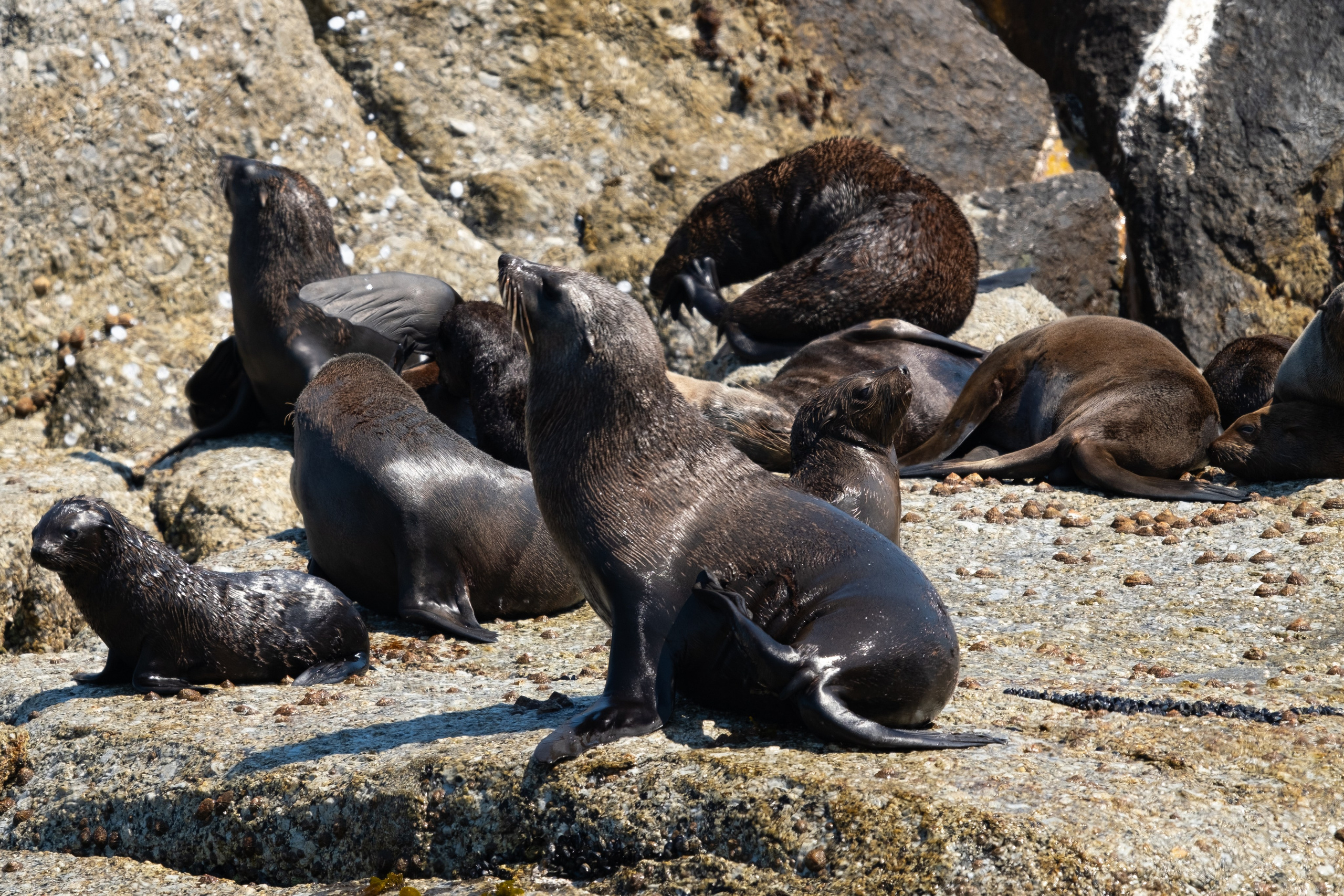 Морские котики и закат. Фотографии из путешествий