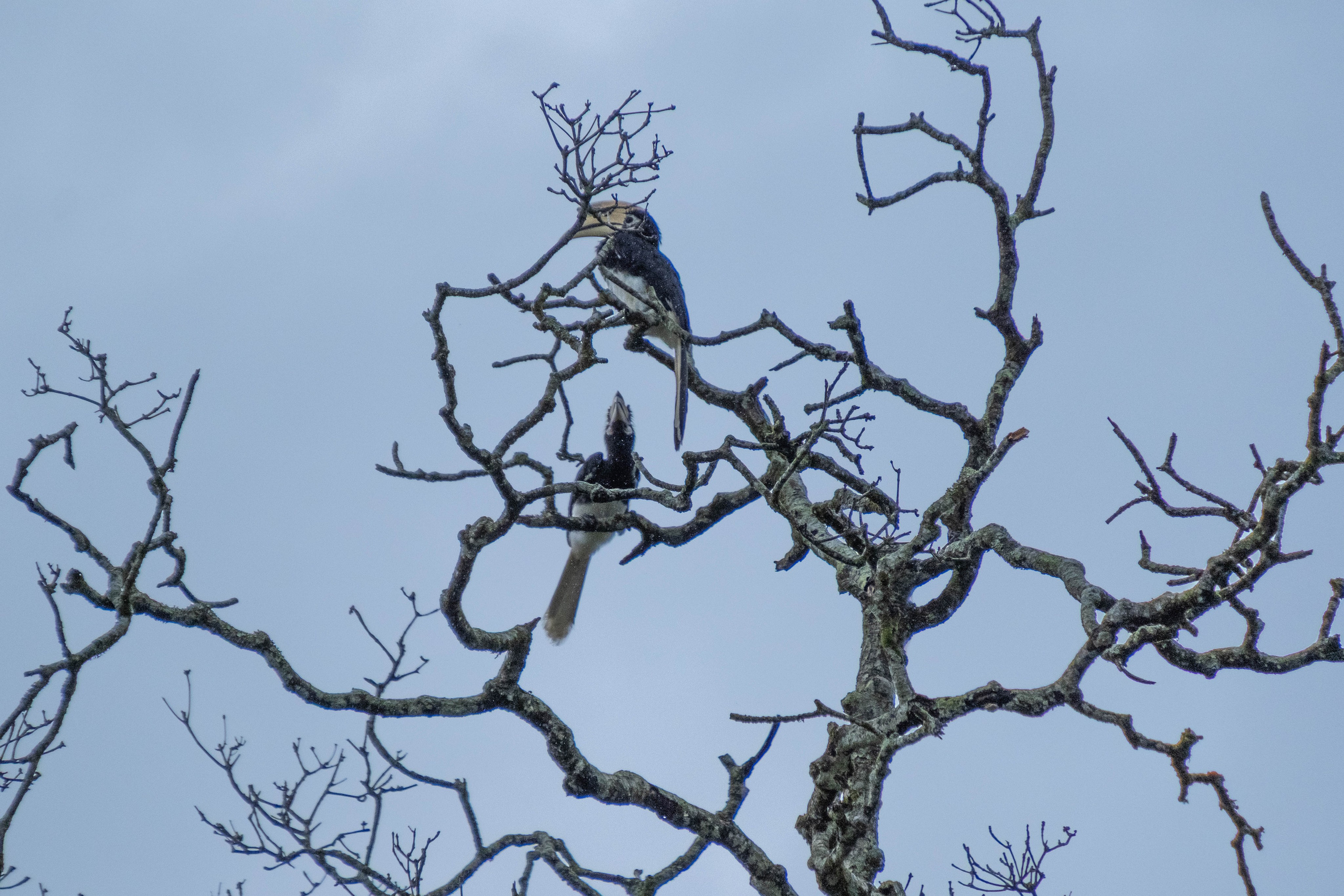 О. Борнео, г. Сандакан. В мире животных. Фотографии из путешествий
