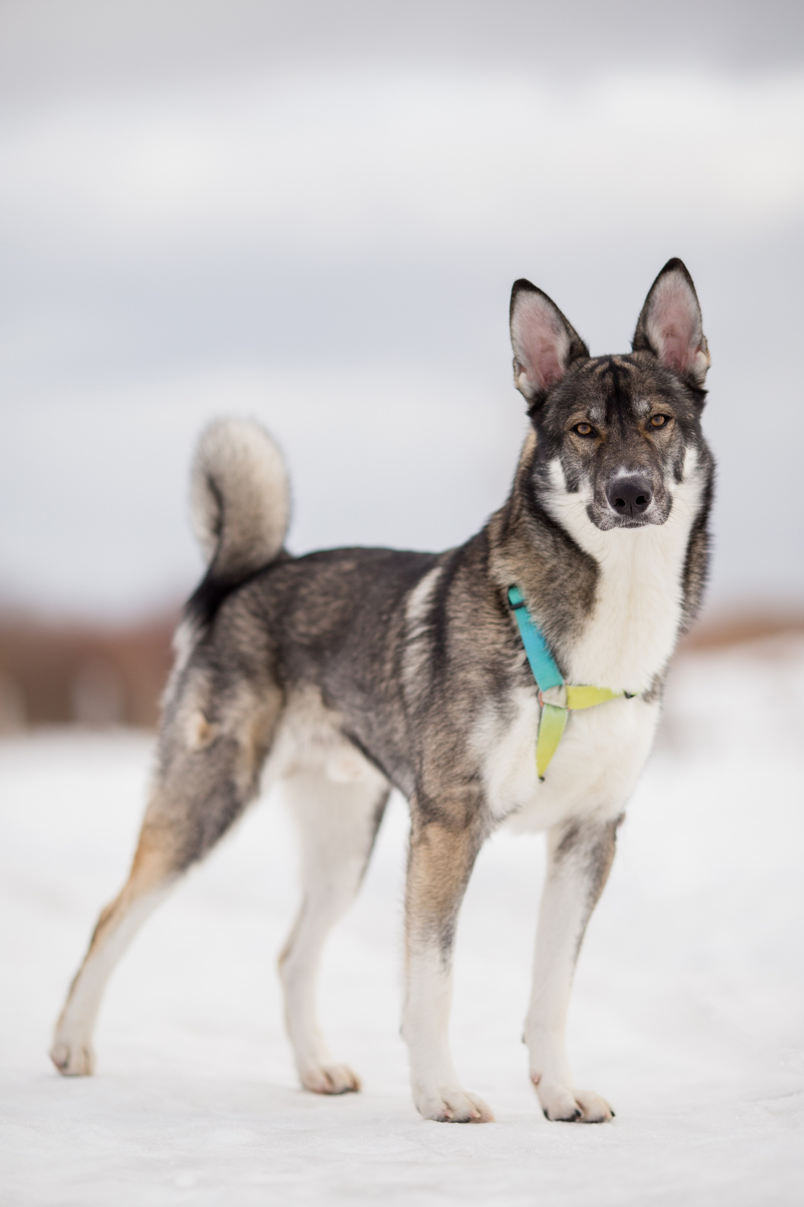 Фотосессия с собакой в Архангельске