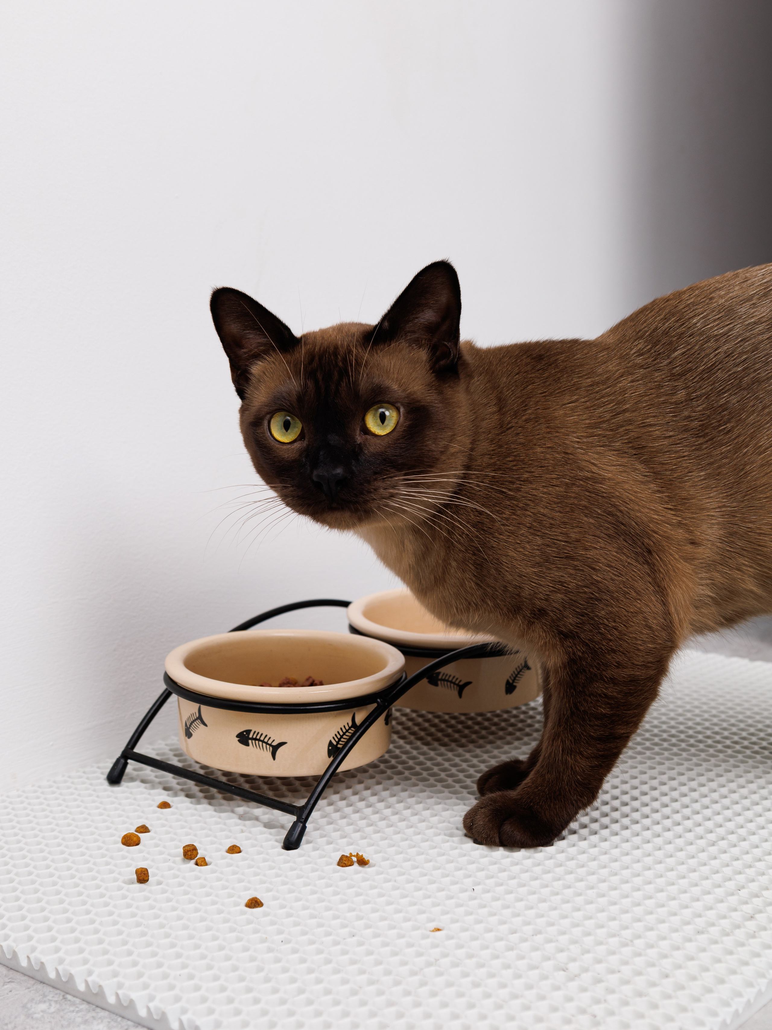 Съемка с животными. Главная