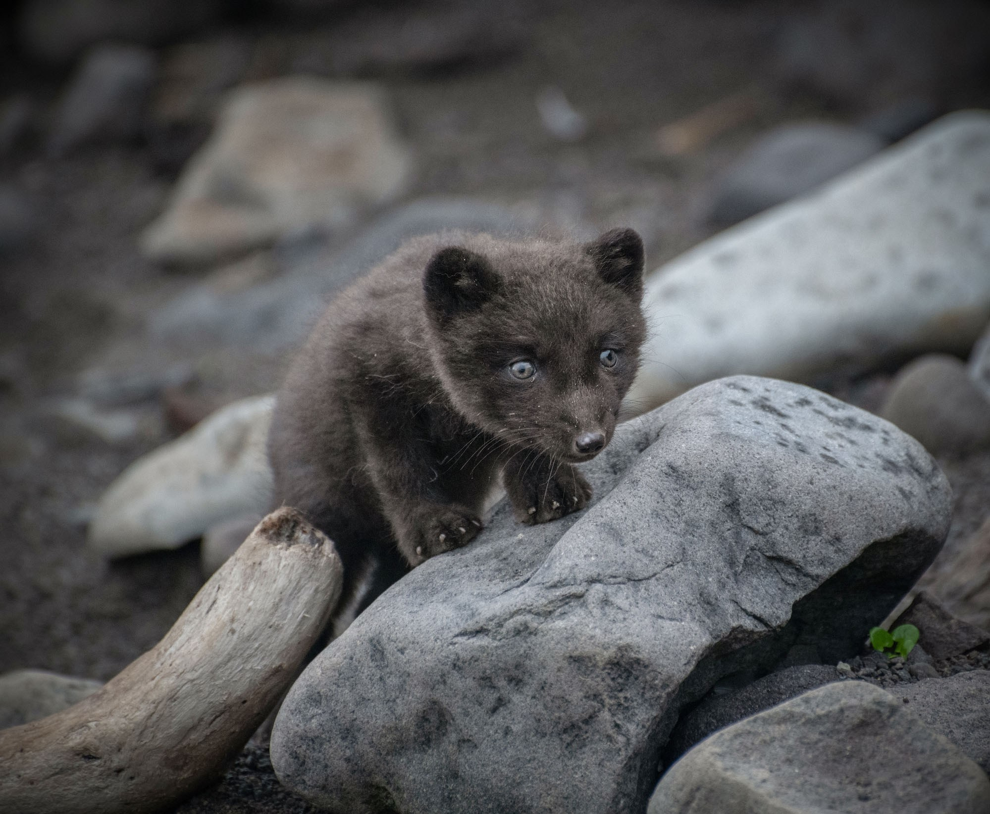 Фотографии животный мир России