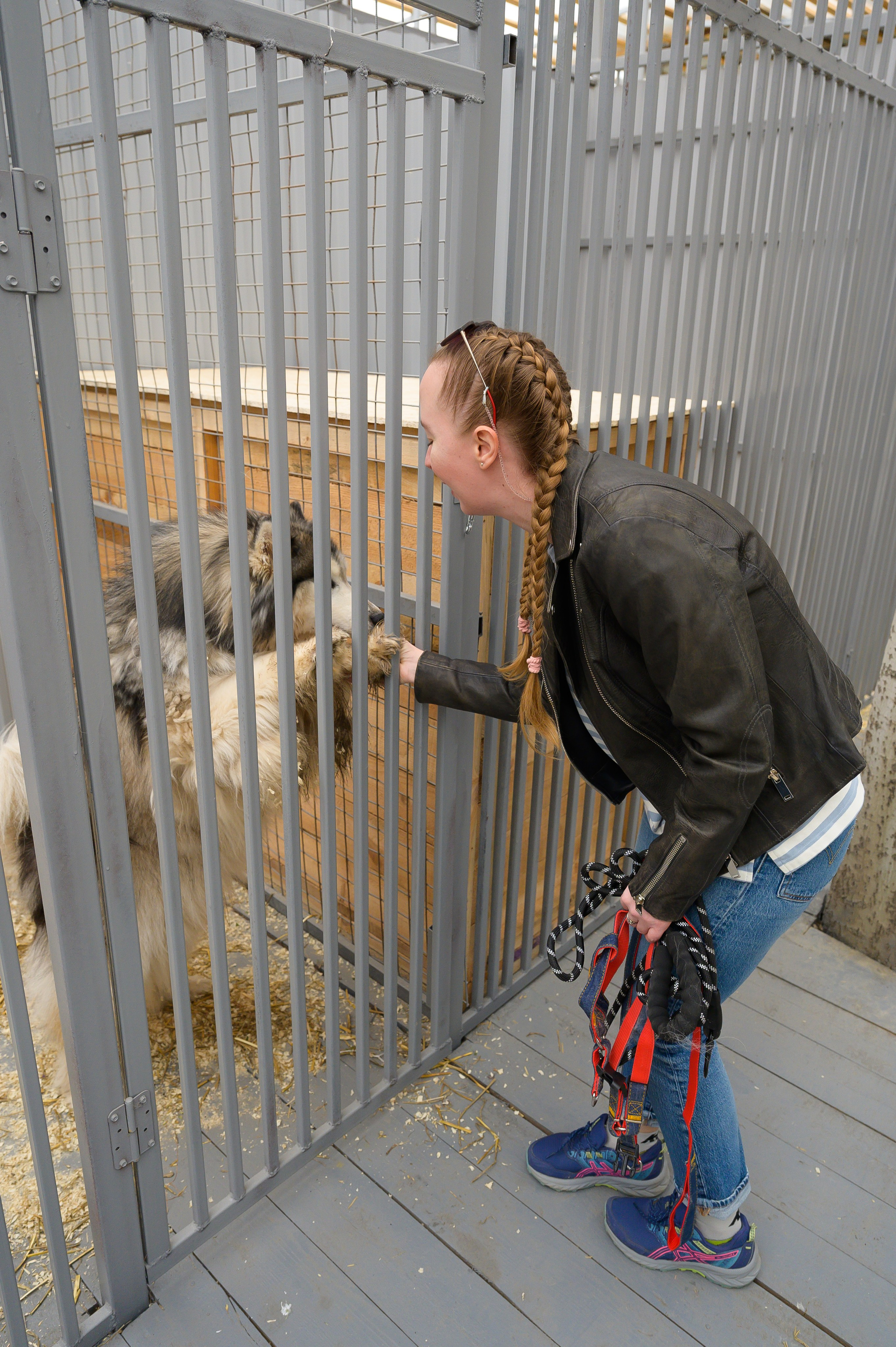 Открытие приюта для собак породы Хаски «Хаски дом»