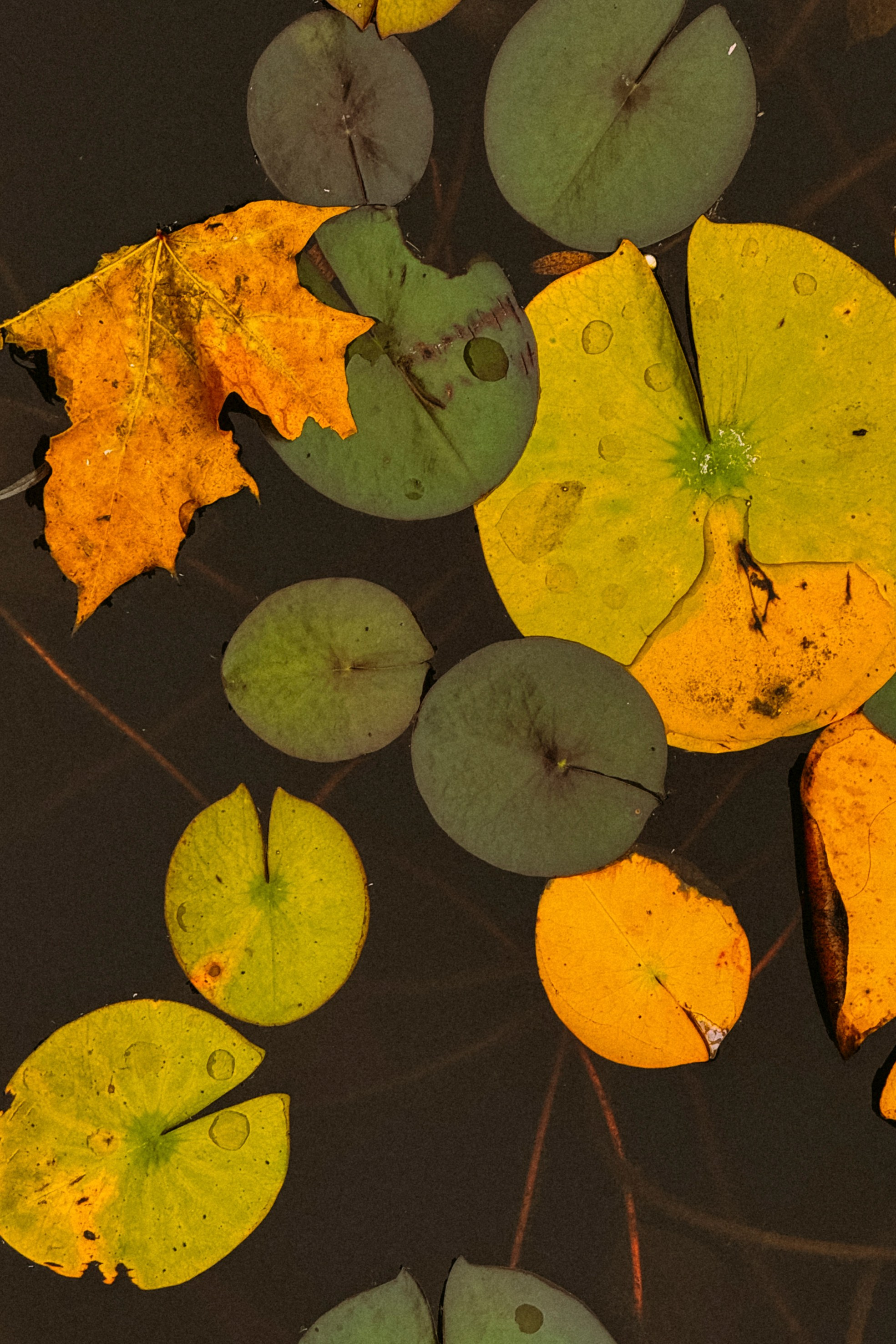 Природа. Команда фотографов Кристины Ивановой