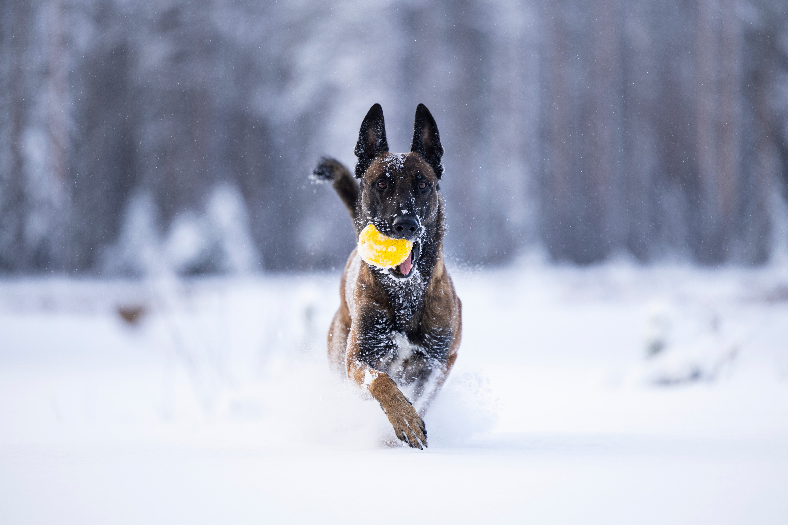 Раш. Фотограф-анималист Анна Маринич