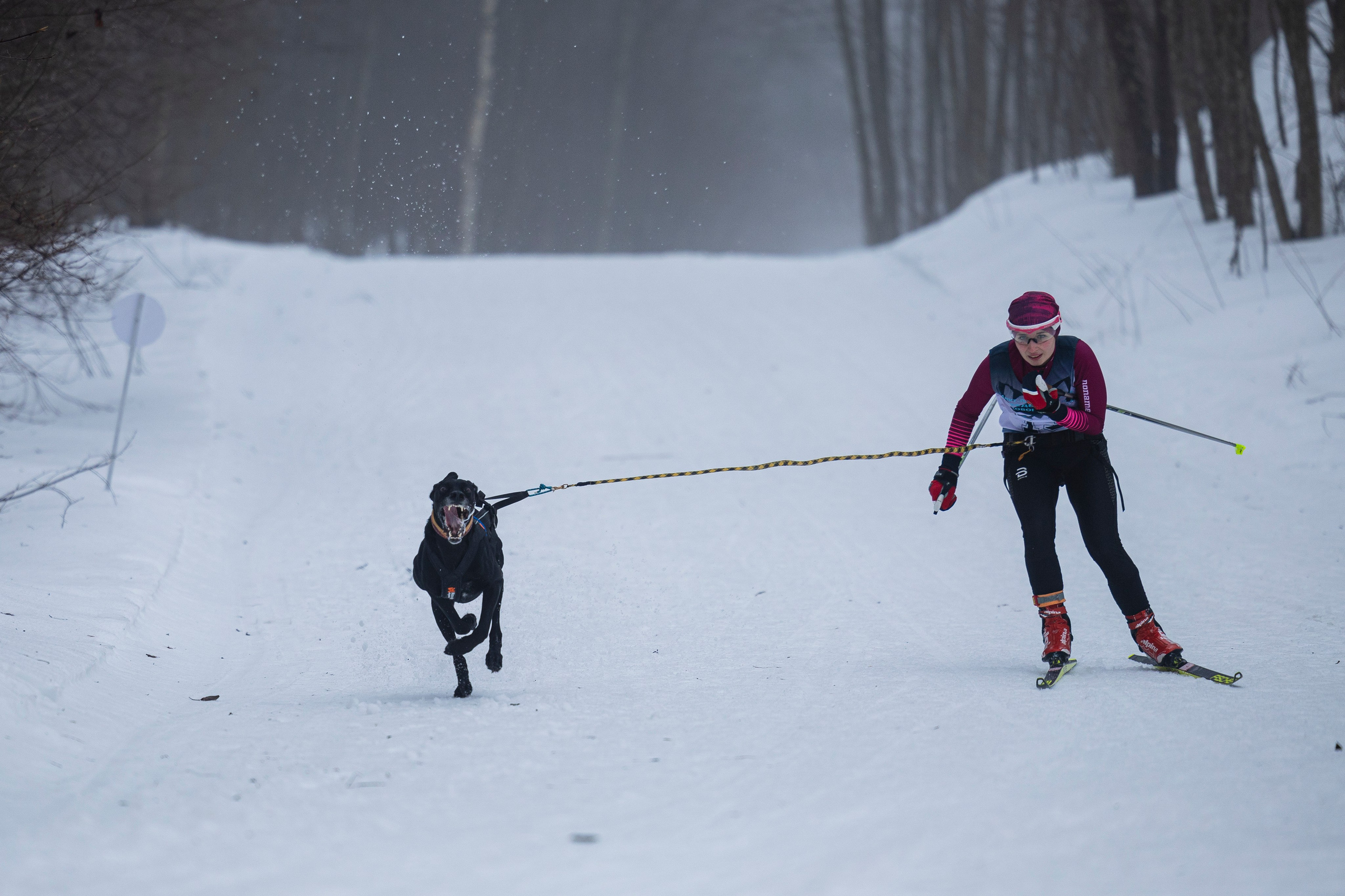 Зимний Чемпионат Санкт-Петербурга по ездовому спорту. Фотограф-анималист Анна Маринич