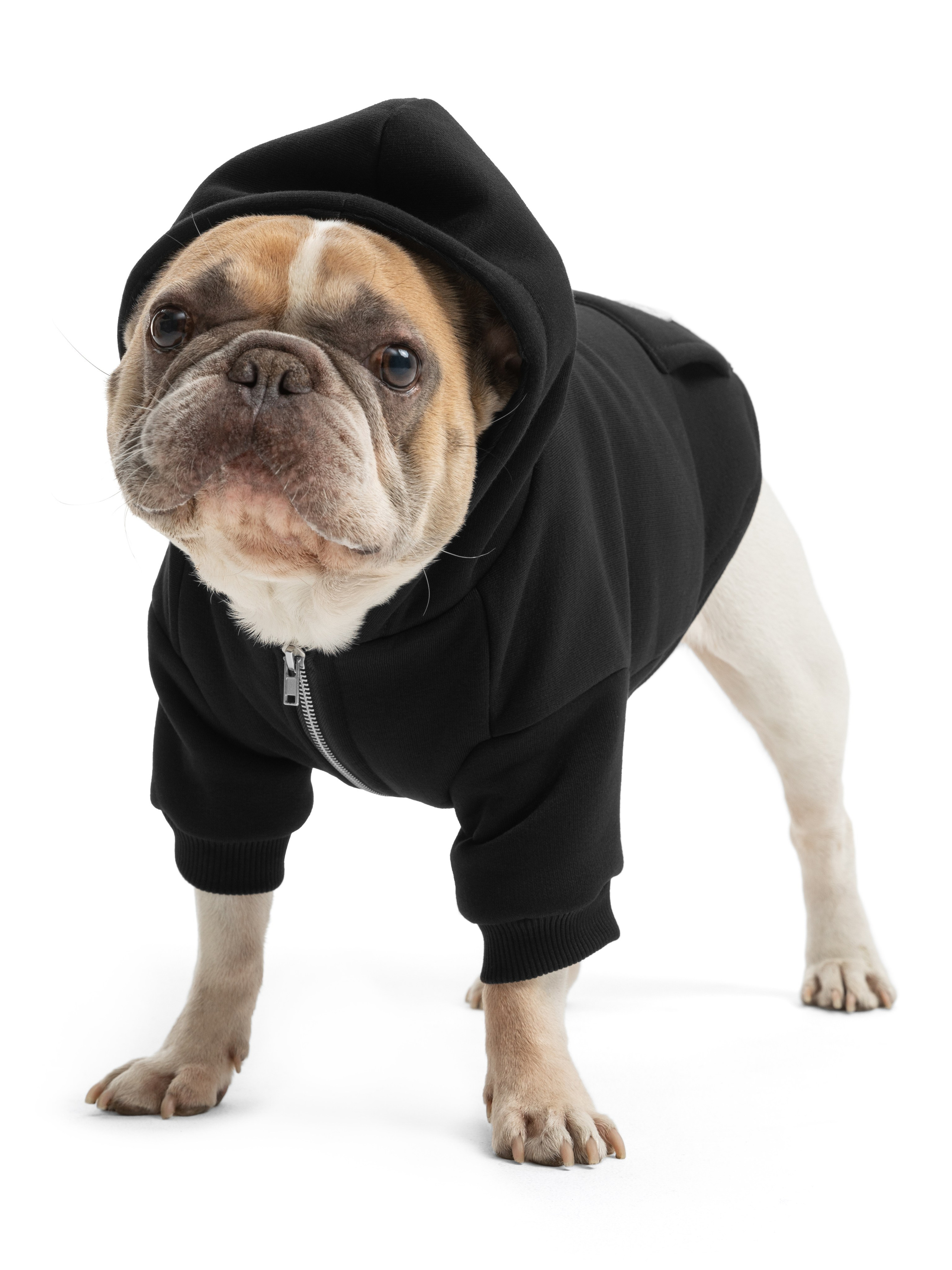 Одежда для собак Pet Subject. Олег Дмитриев