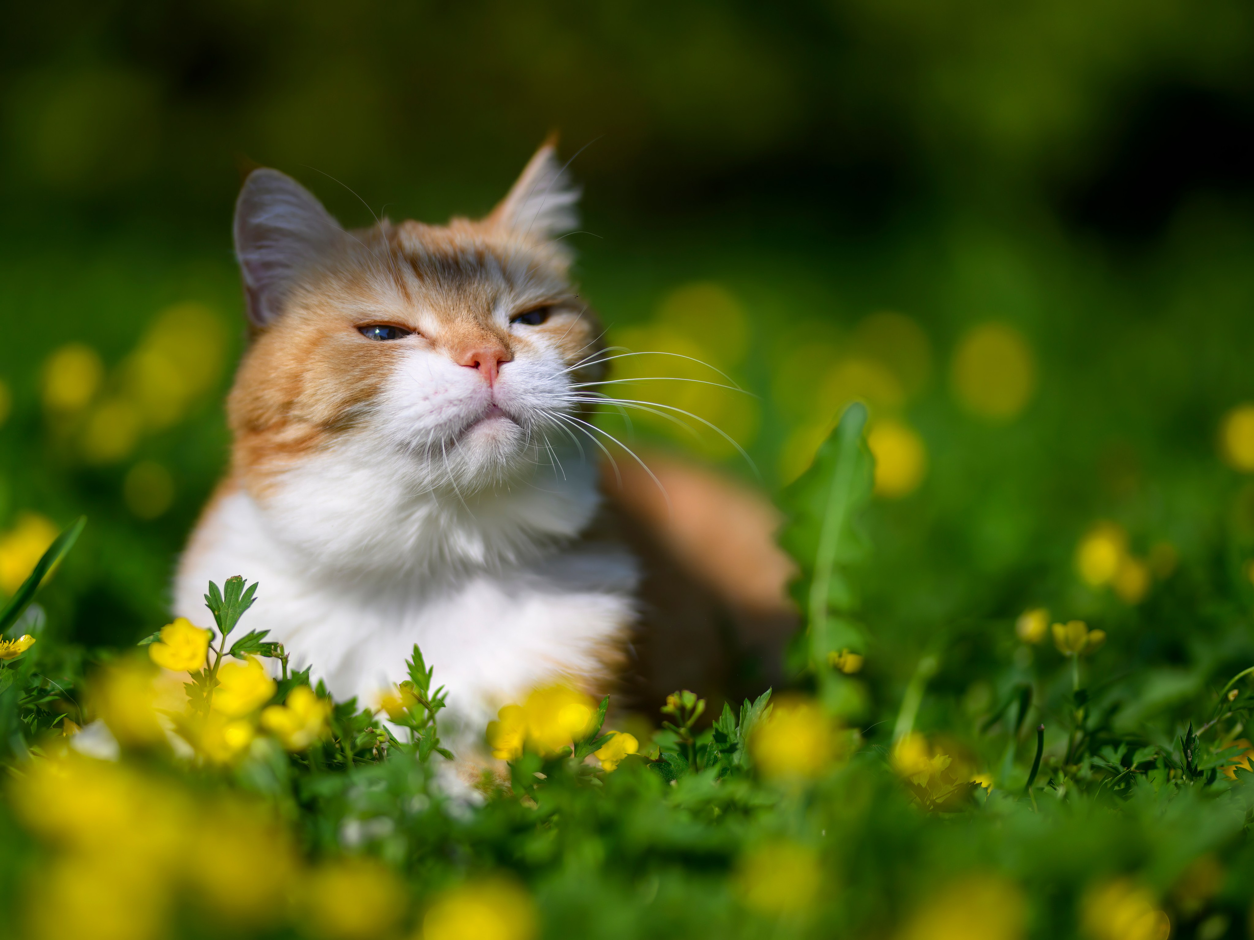 Рыжий!. Wildlife photography by Sergey Puponin