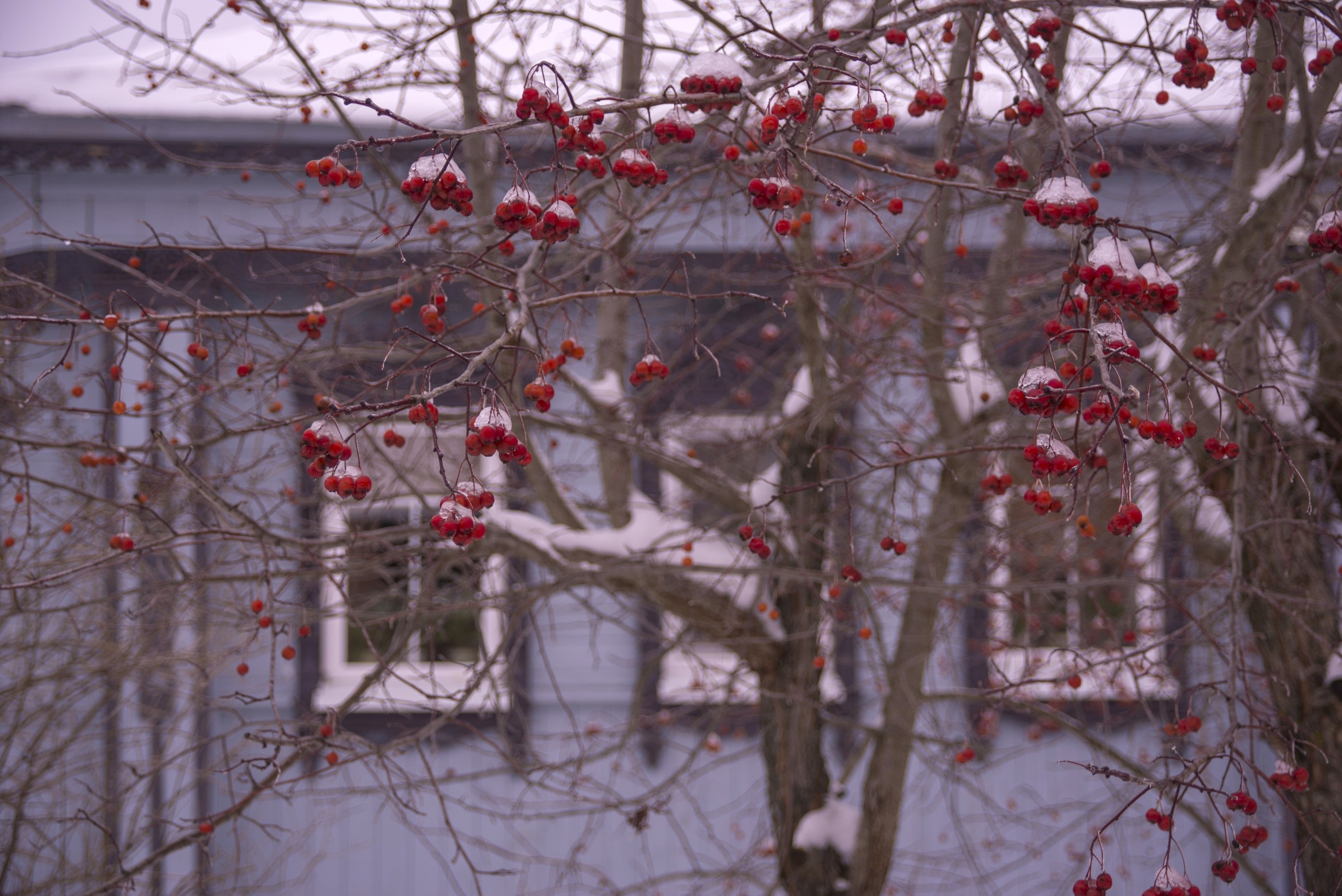 Суздаль. Ноябрь 2022. Игорь Жучков. Россия увиденная глазами путешествующего фотографа