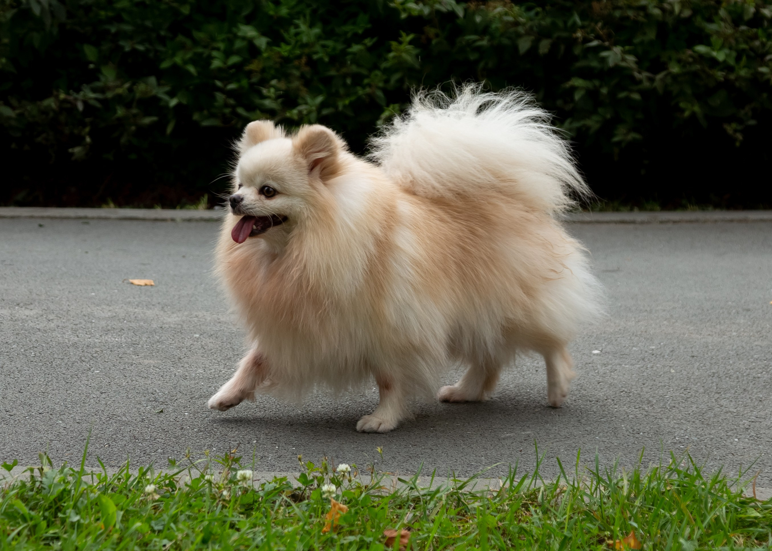 Фотосессия с животными. Фотограф в Барнауле Татьяна Чурикова