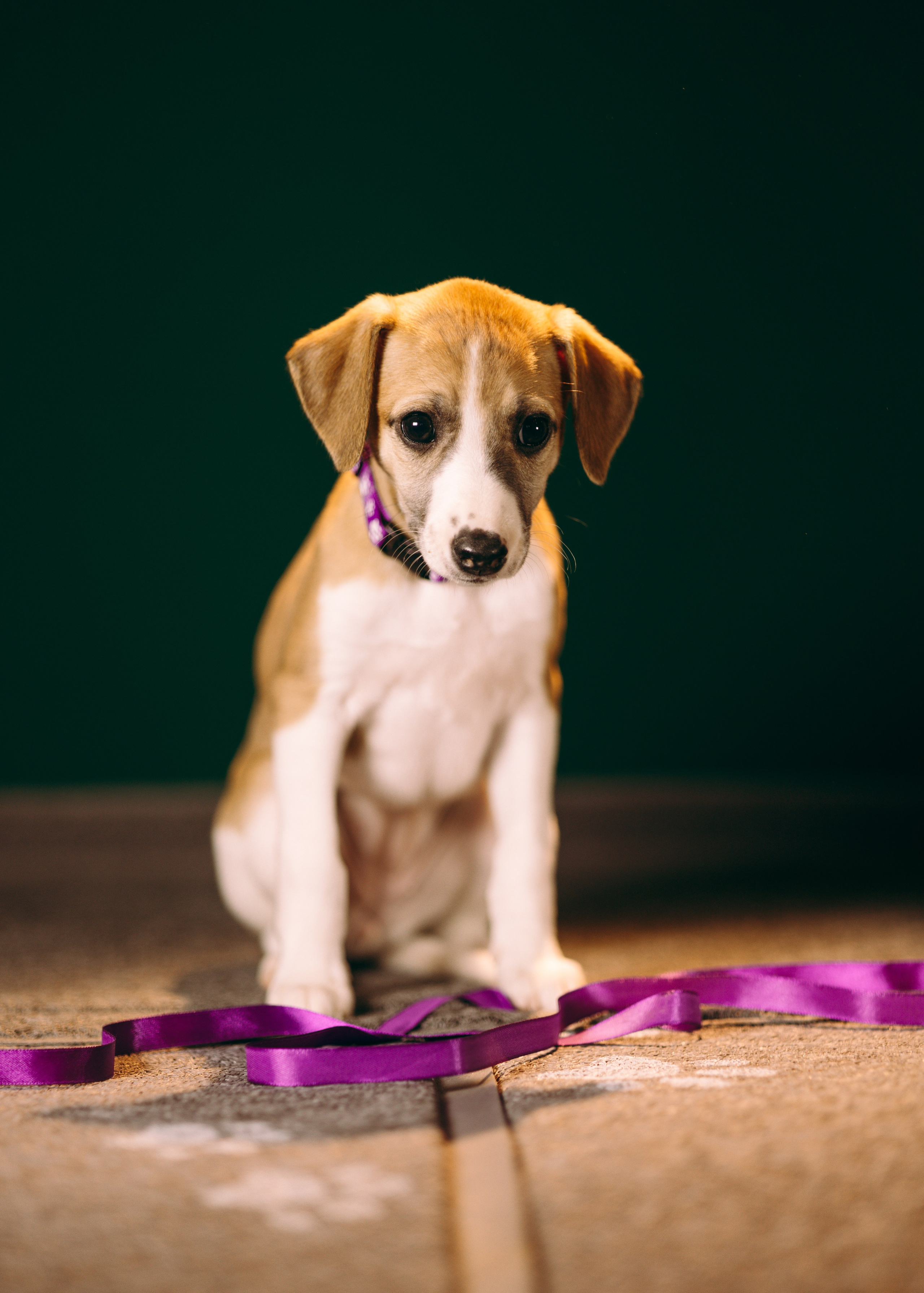 Щенки SL. Анна Самохина. Фотограф. Москва