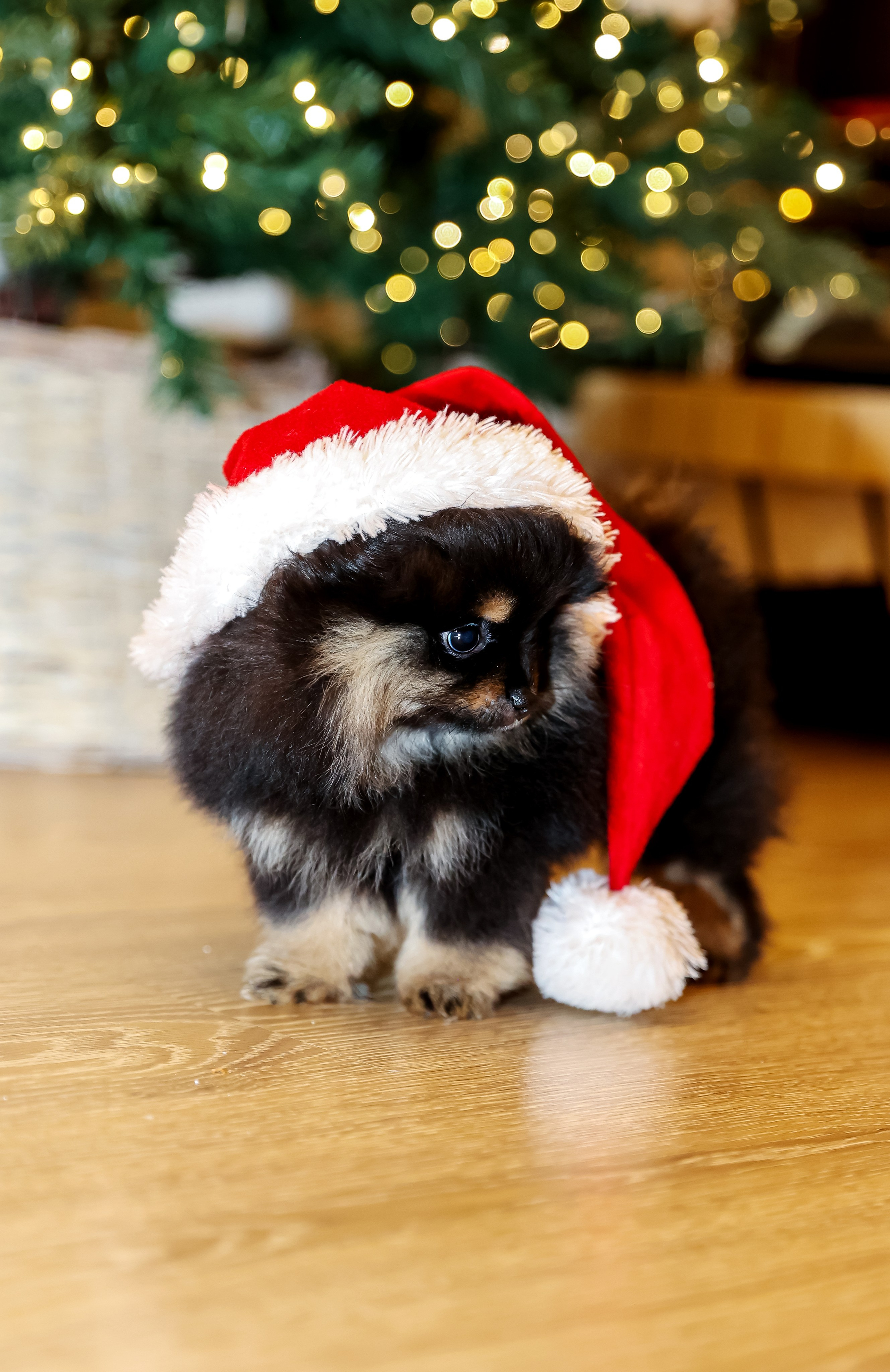 Съемка щенков шпица. Фотограф — Татьяна Кириллова, г. Санкт-Петербург