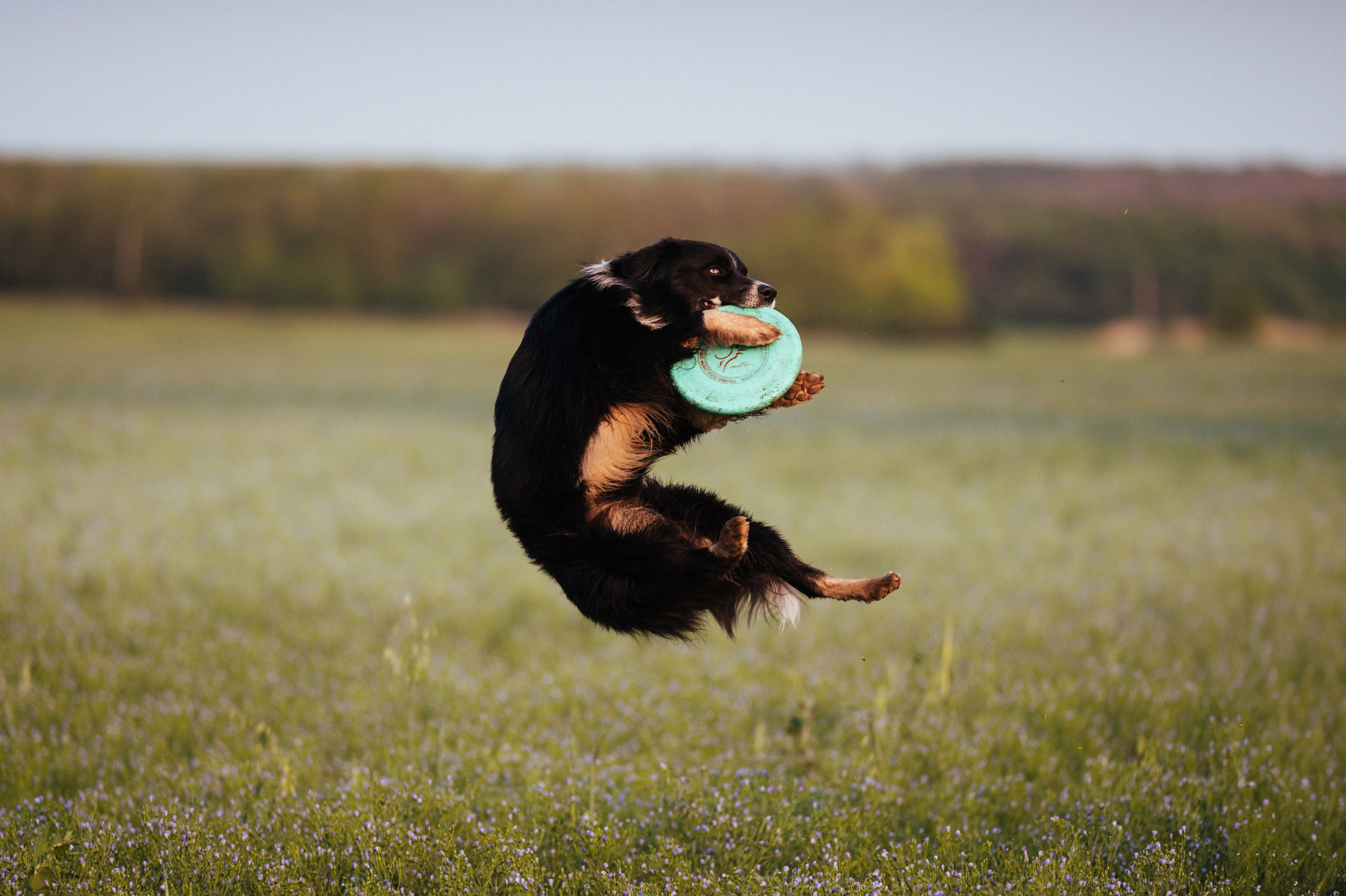 Прогулка на рассвете с бордер-колли. Фотограф в Ростове —на — Дону