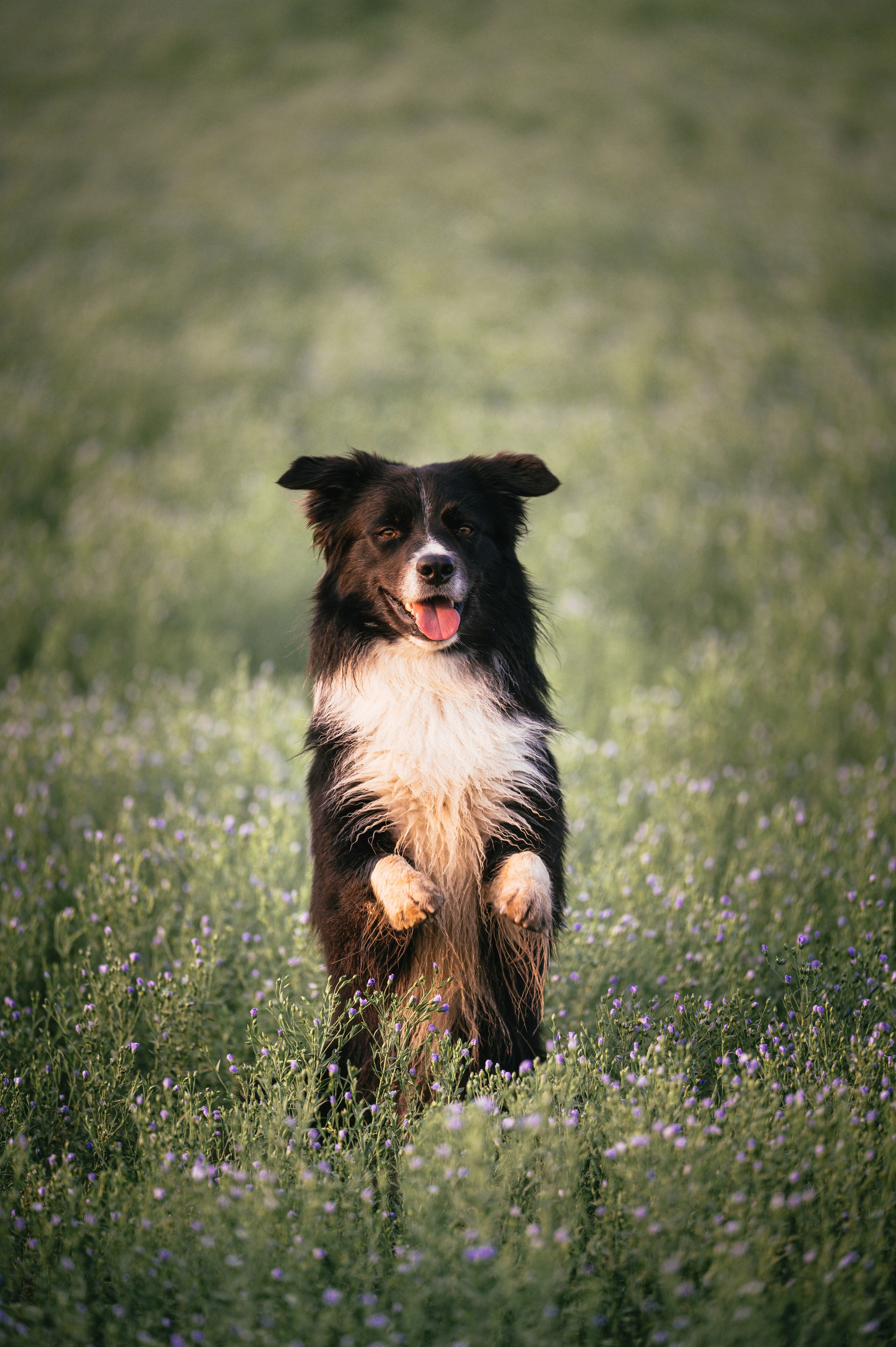 Прогулка на рассвете с бордер-колли. Фотограф в Ростове —на — Дону