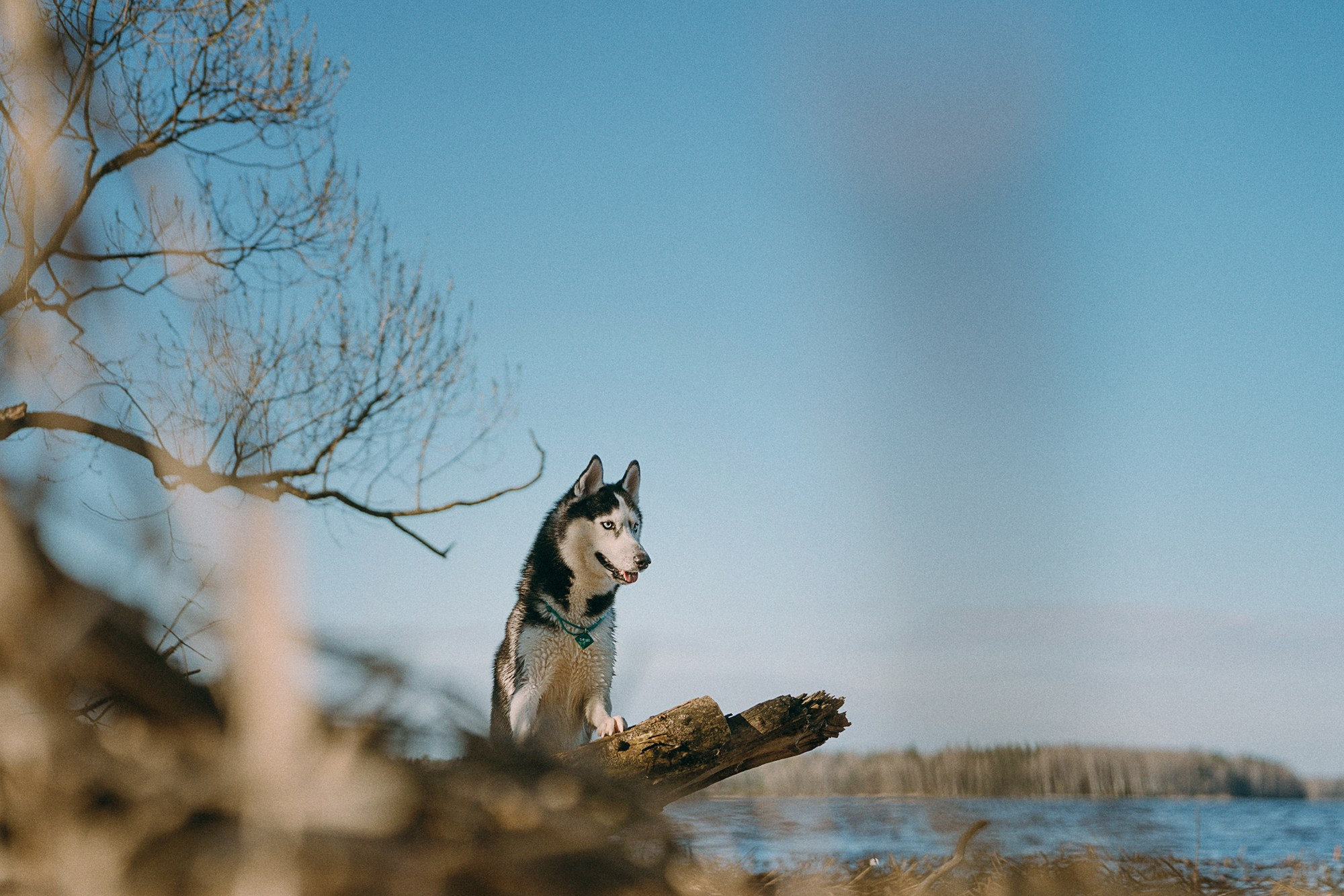 Наташа и Сириус. Фотограф анималист в Москве и Санкт-Петербурге Свиридова Анна