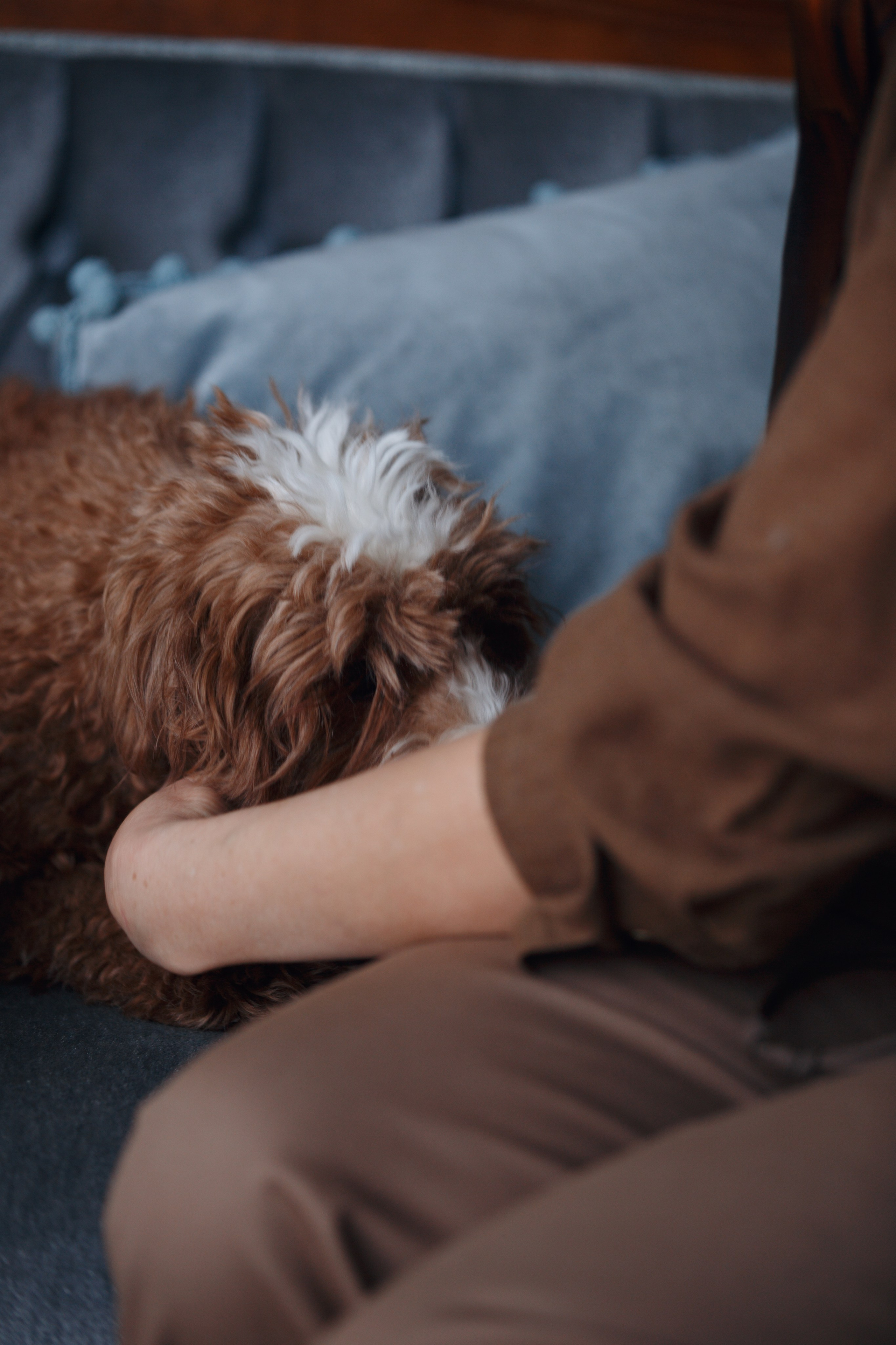 Bmbh лежанки и адресники. Фотограф анималист Кристина Карпова, Москва