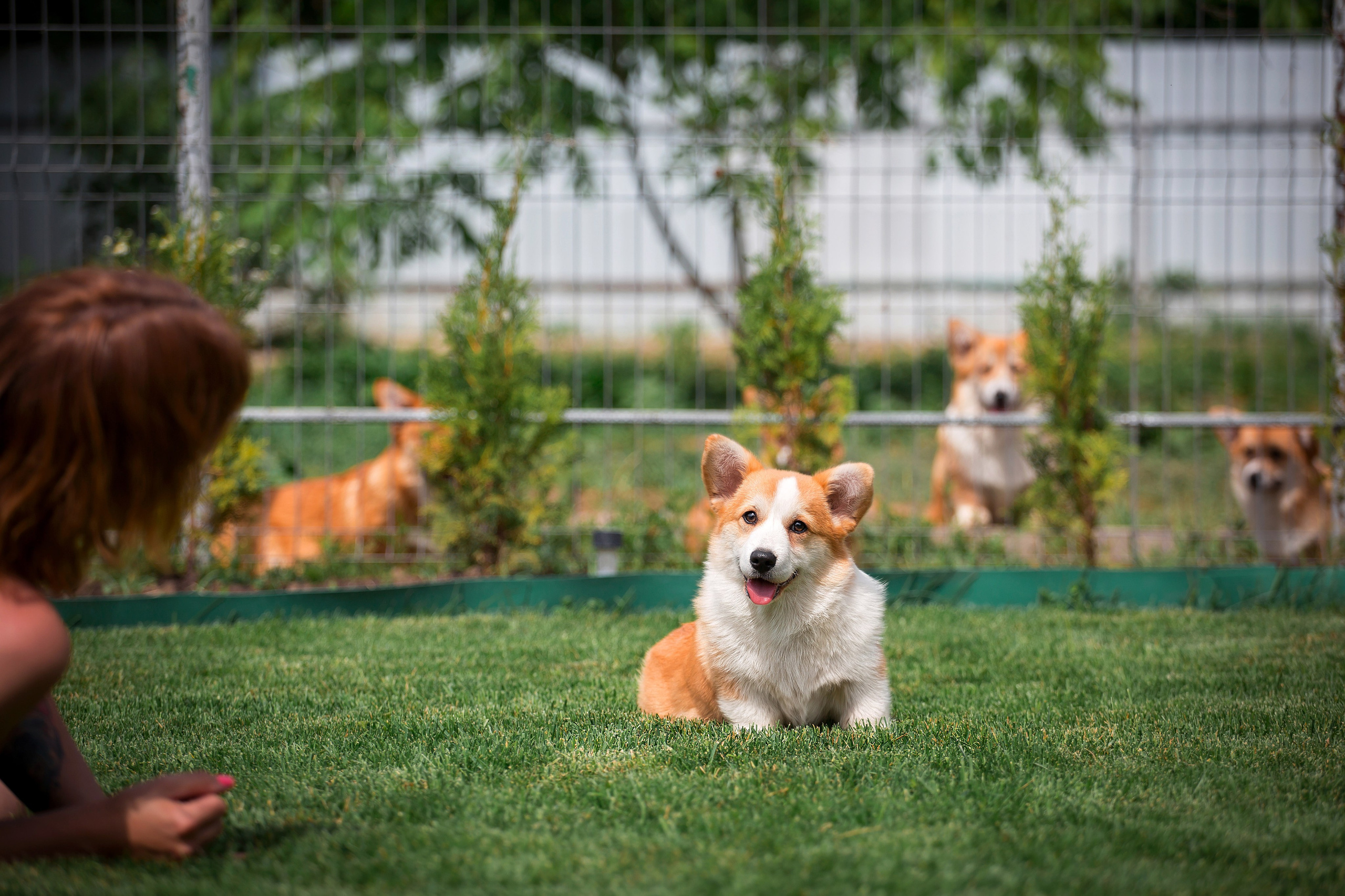 Фотосъёмка щенков. Фотограф-анималист в Краснодаре Маша Мельникова
