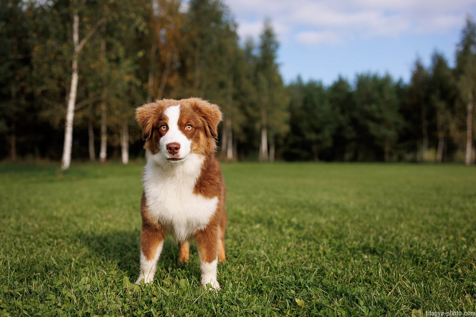 Наталья и мини аусси Ника. Фотограф собак, фотограф-анималист Аня Титова (Titanya). Москва