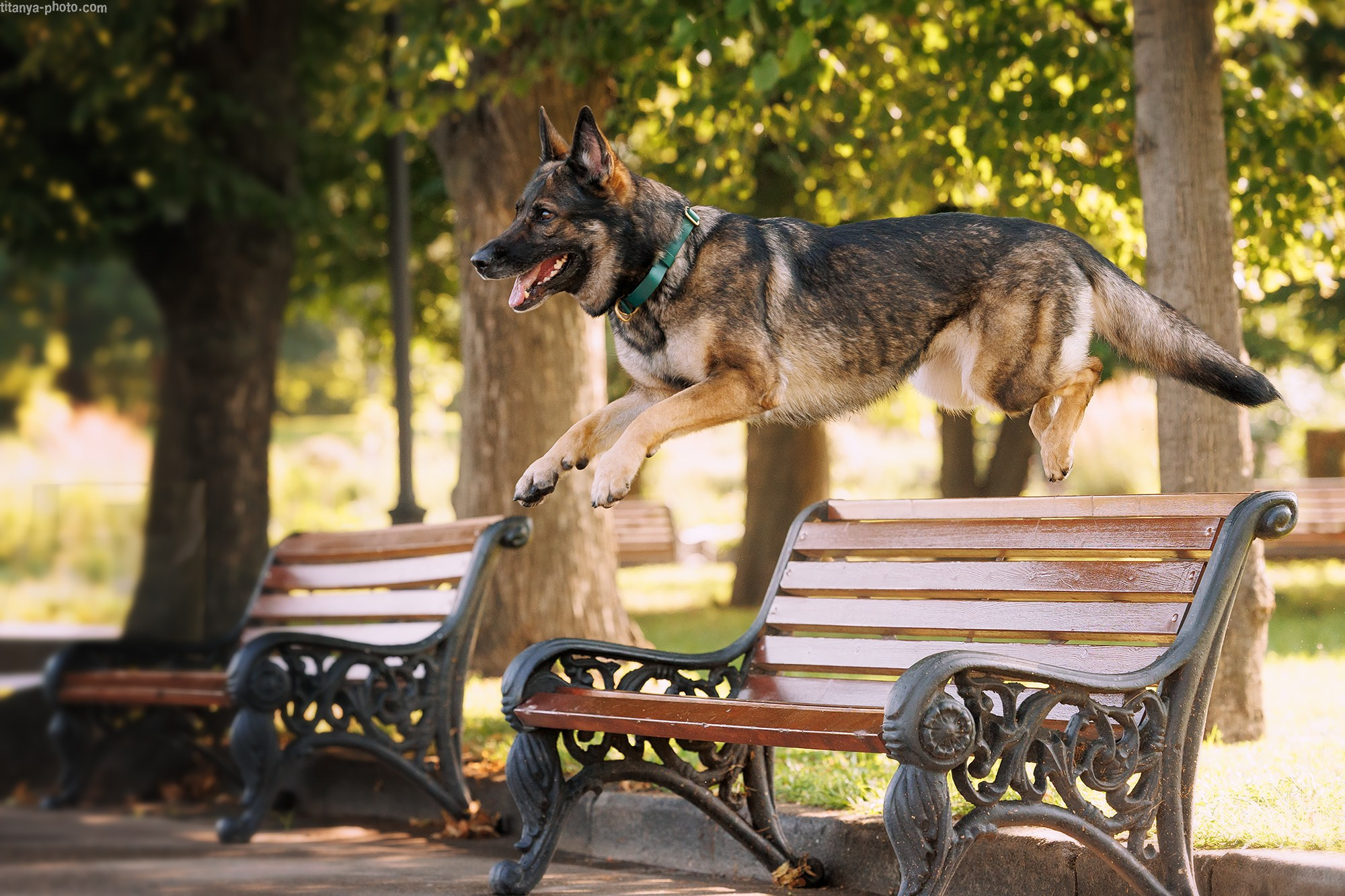Маша и Харпи. Фотограф собак, фотограф-анималист Аня Титова (Titanya). Москва
