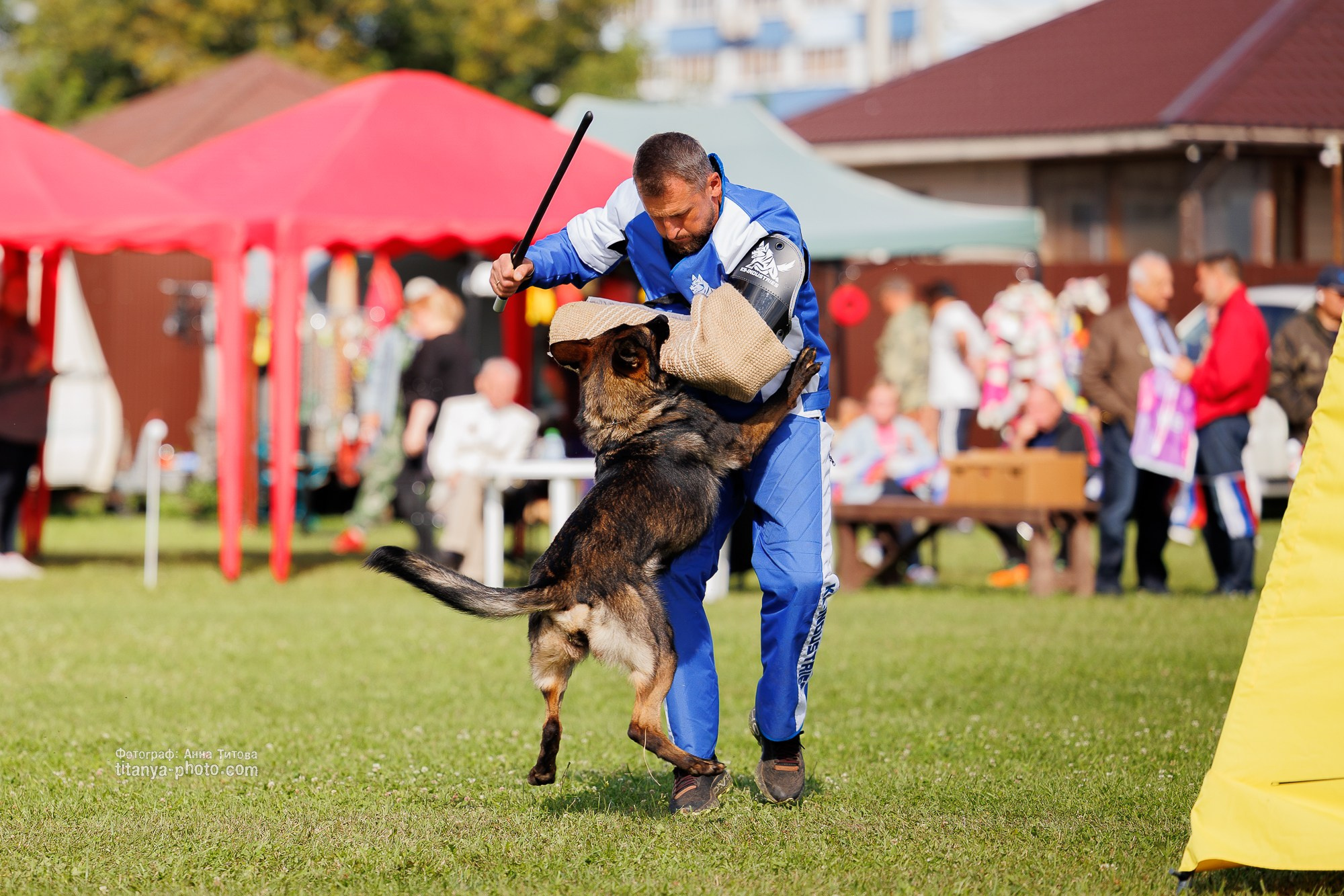 Немецкие овчарки: фото из рингов и вне ринга, мутпроба (фотографии с выставок). Фотограф собак, фотограф-анималист Аня Титова (Titanya). Москва