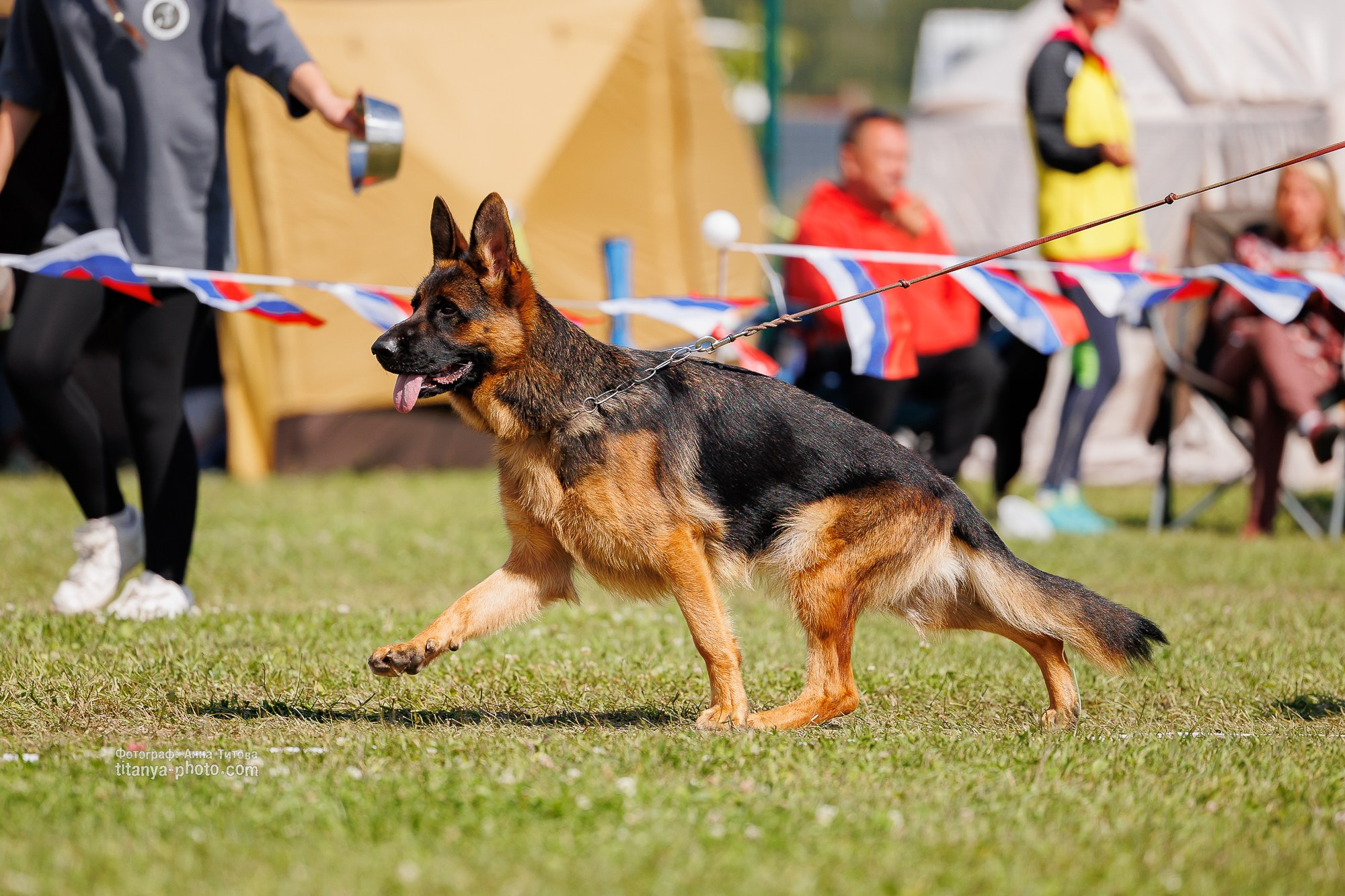 Немецкие овчарки: фото из рингов и вне ринга, мутпроба (фотографии с выставок). Фотограф собак, фотограф-анималист Аня Титова (Titanya). Москва
