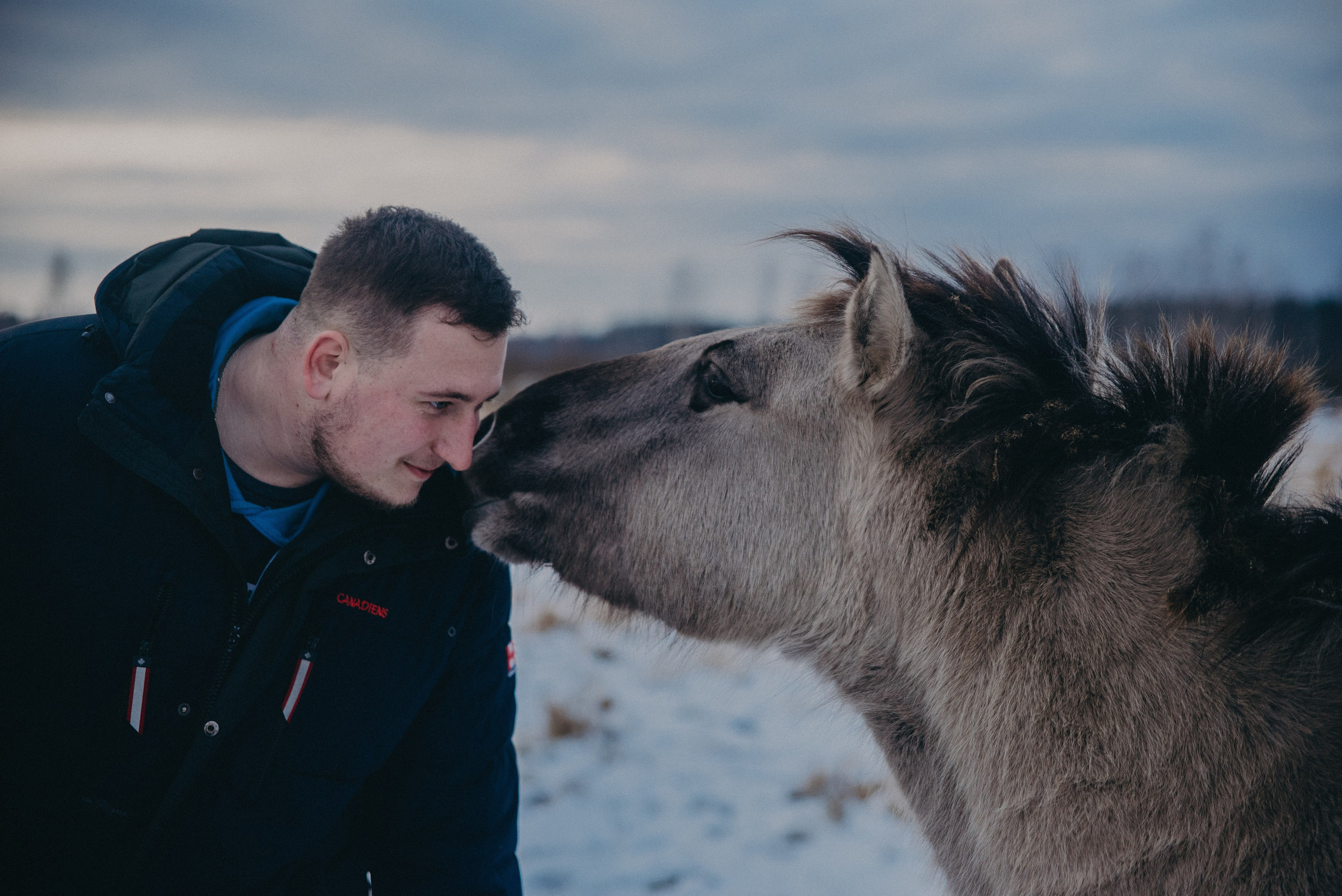 Тарпаны. Anita_photo