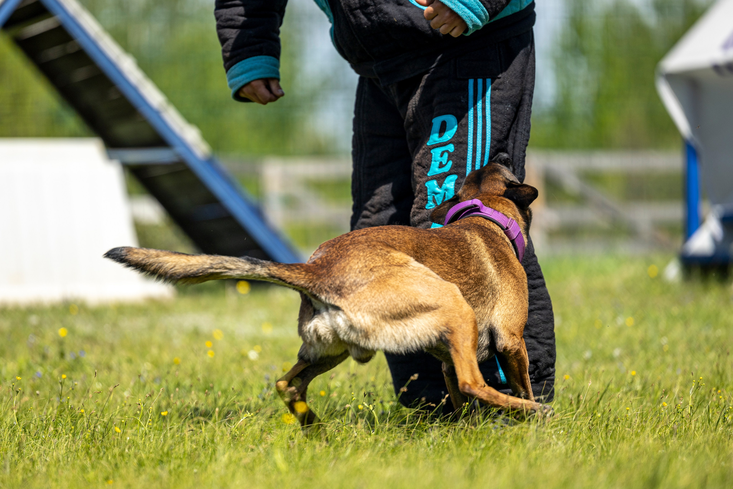 Испытания по мондьорингу в Нижнем Новгороде. Фотограф-анималист Анна Маринич