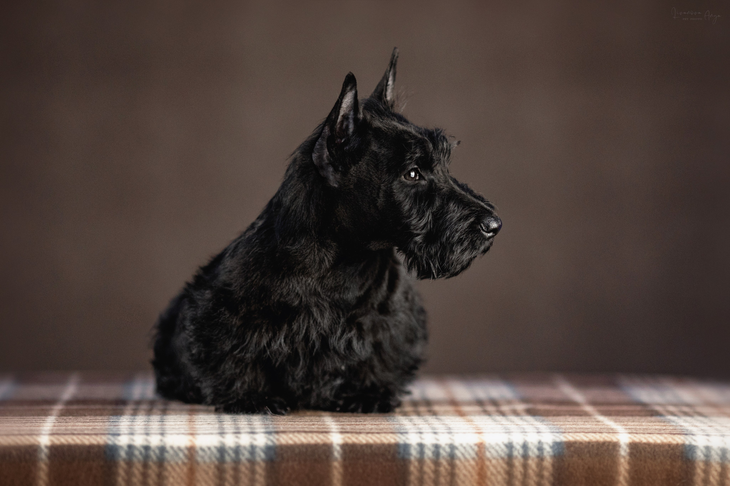 Скотчики. Фотограф анималист Аня Ливанова | Рыбинск