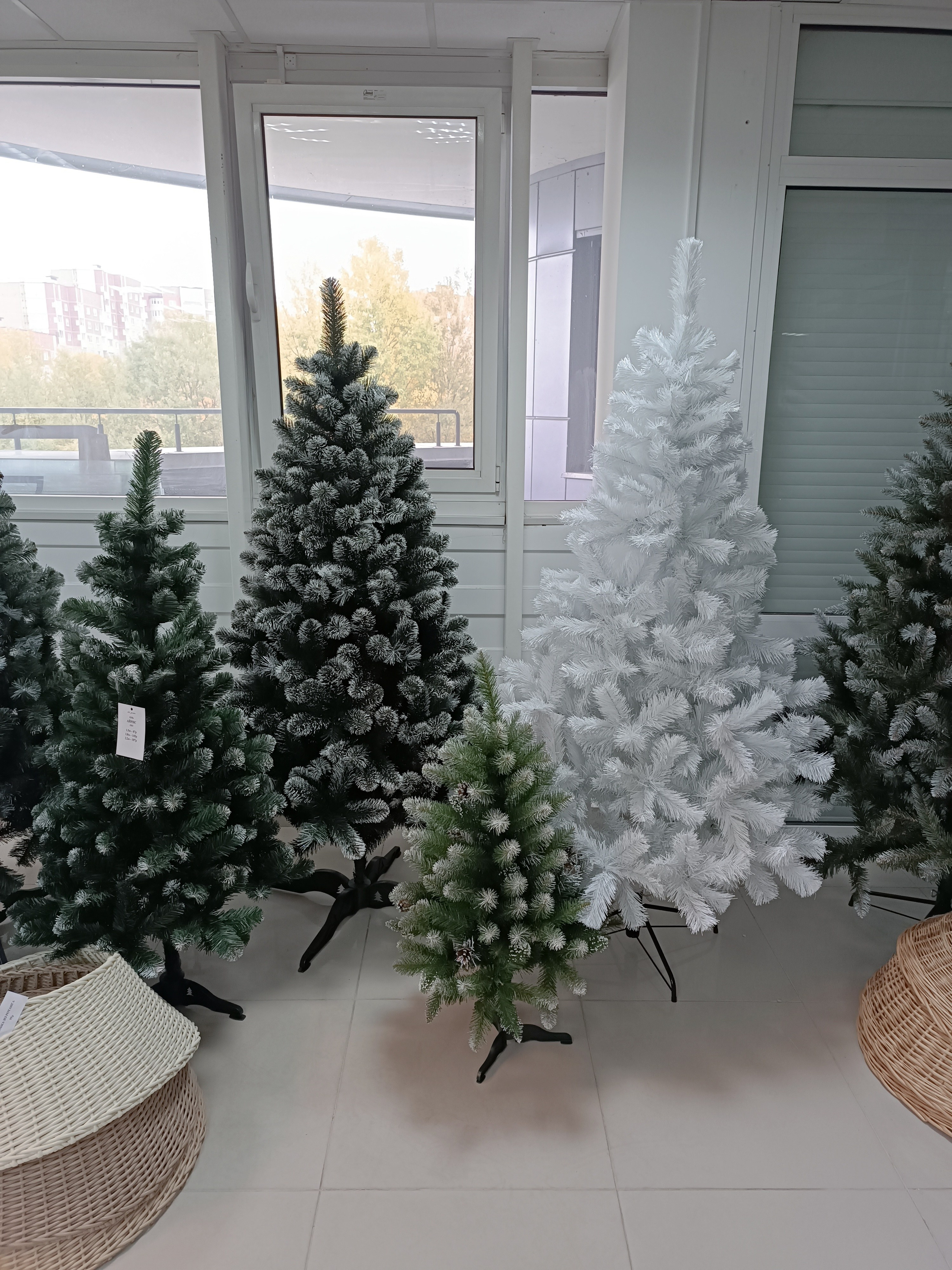 ИЗАБЕЛЬ. Elki_grodno