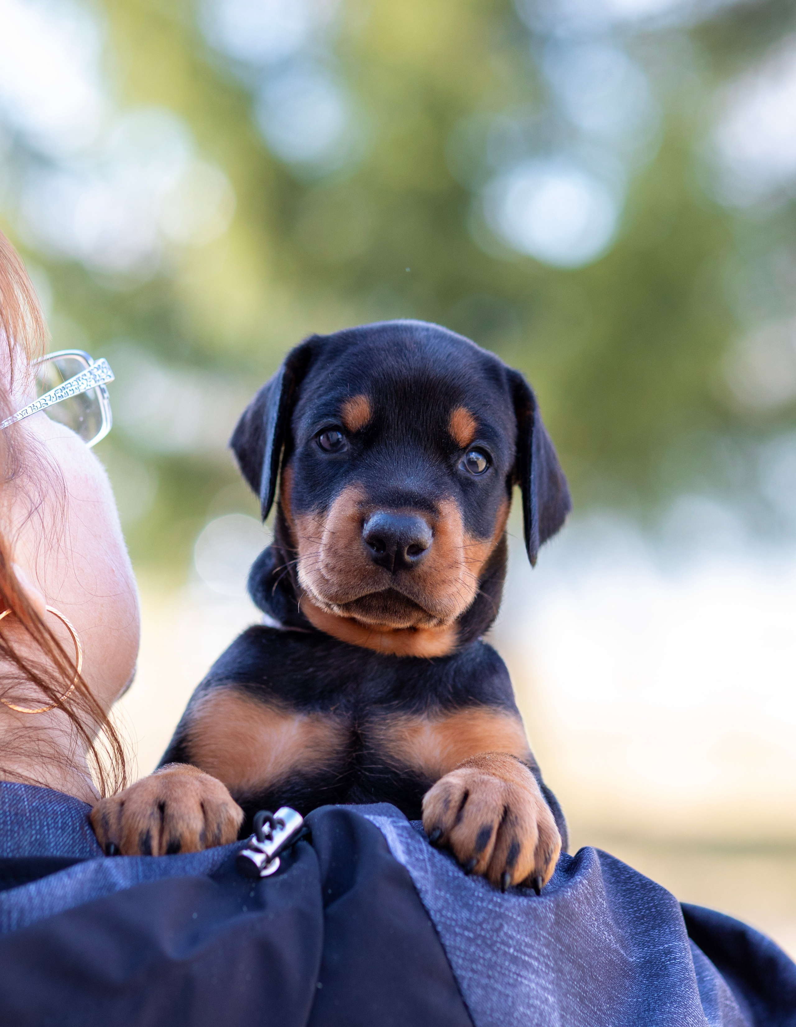 Доберман. Фотограф — анималист Татьяна Ли