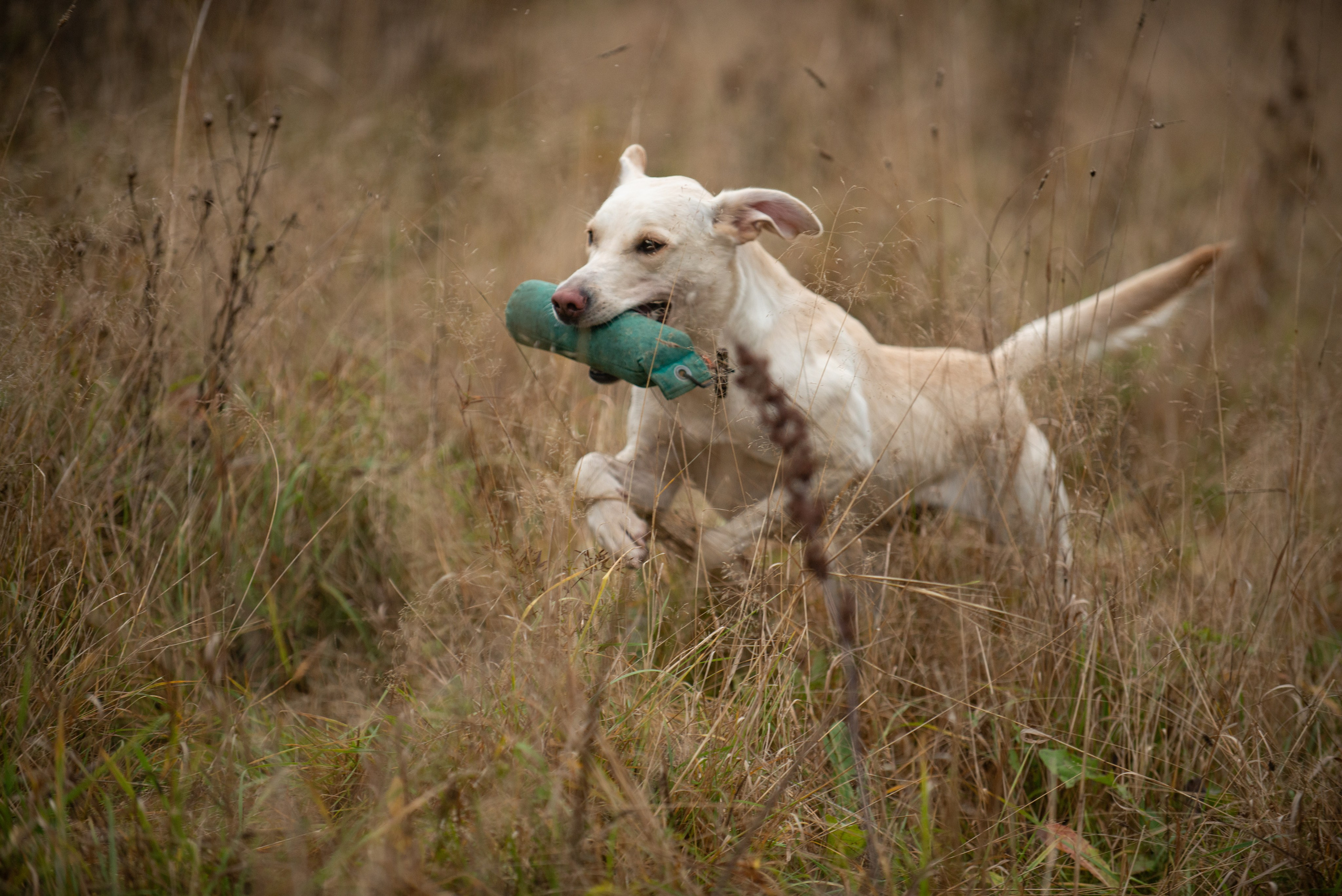 Несертификатный ВТ Школы Шмеля, 21 октября 2023. Фотограф-анималист Наталья Светличная