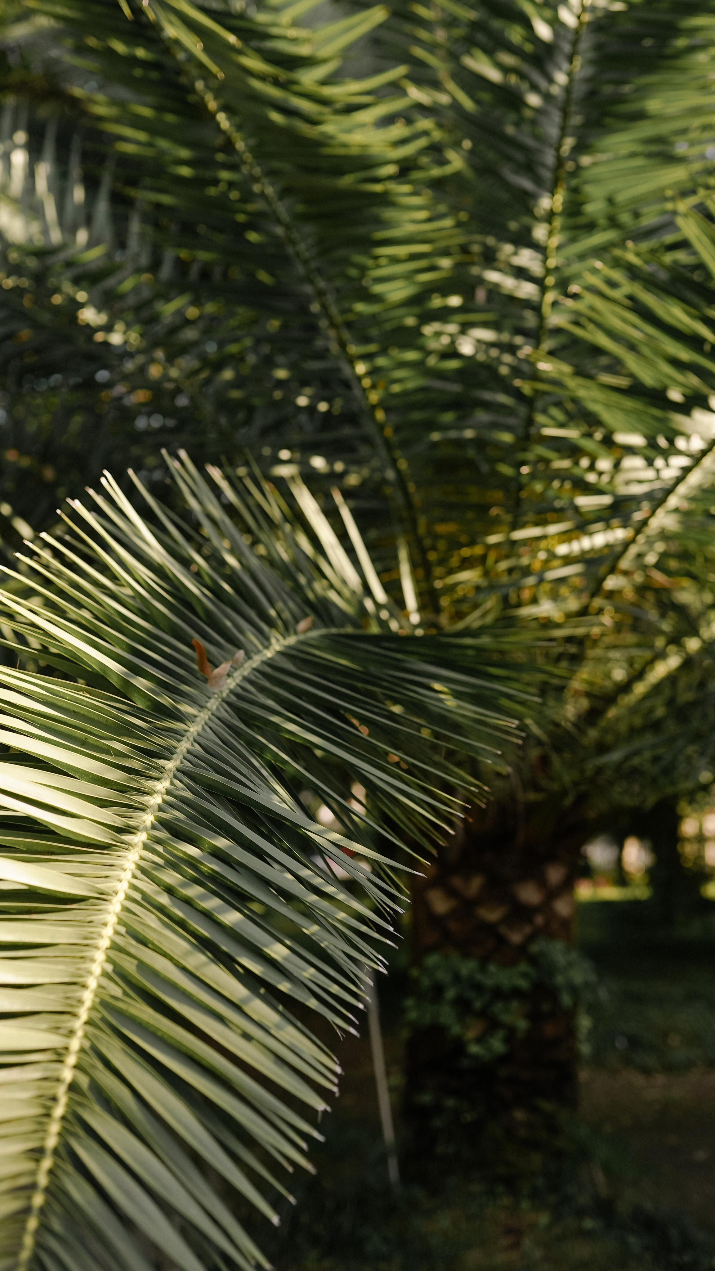 Леся и Гоша. Милана Довгаль - семейный фотограф и видеограф  в Адлере и Сочи