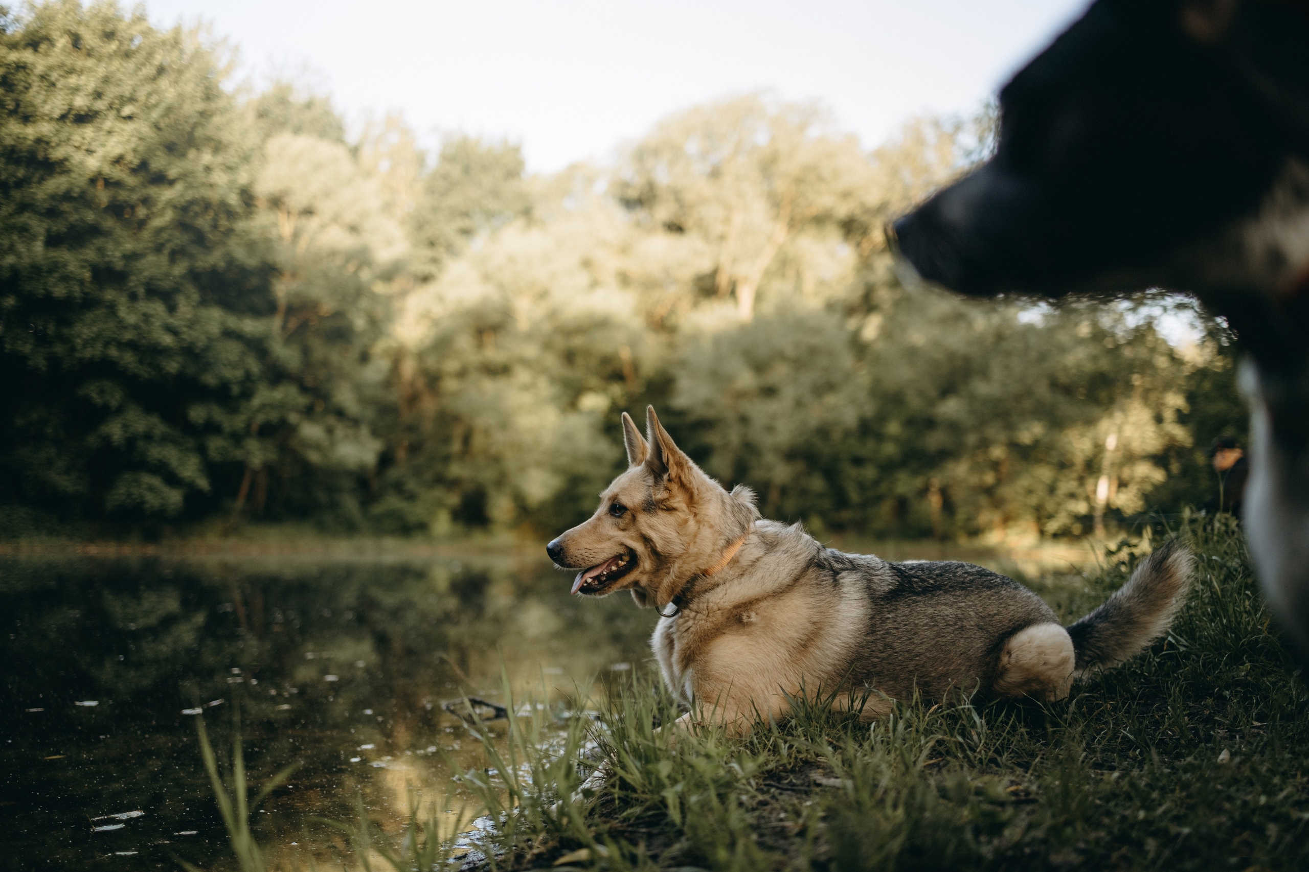 Татьяна, Сергей и их Булочка и Пончик. Фотограф — Анималист | Санкт-Петербург