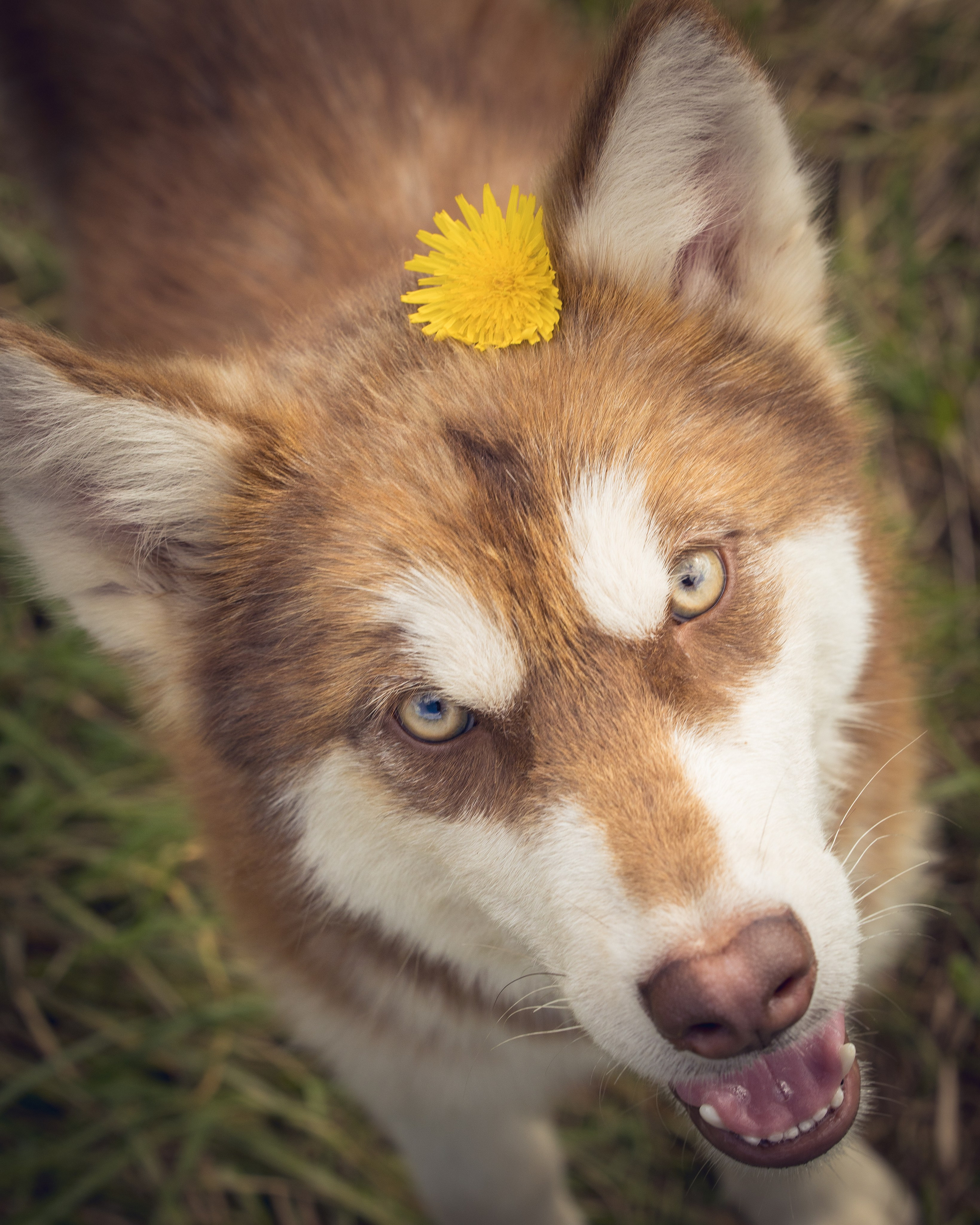 В питомнике. Виктория Михайловская. Фотограф-анималист. Москва