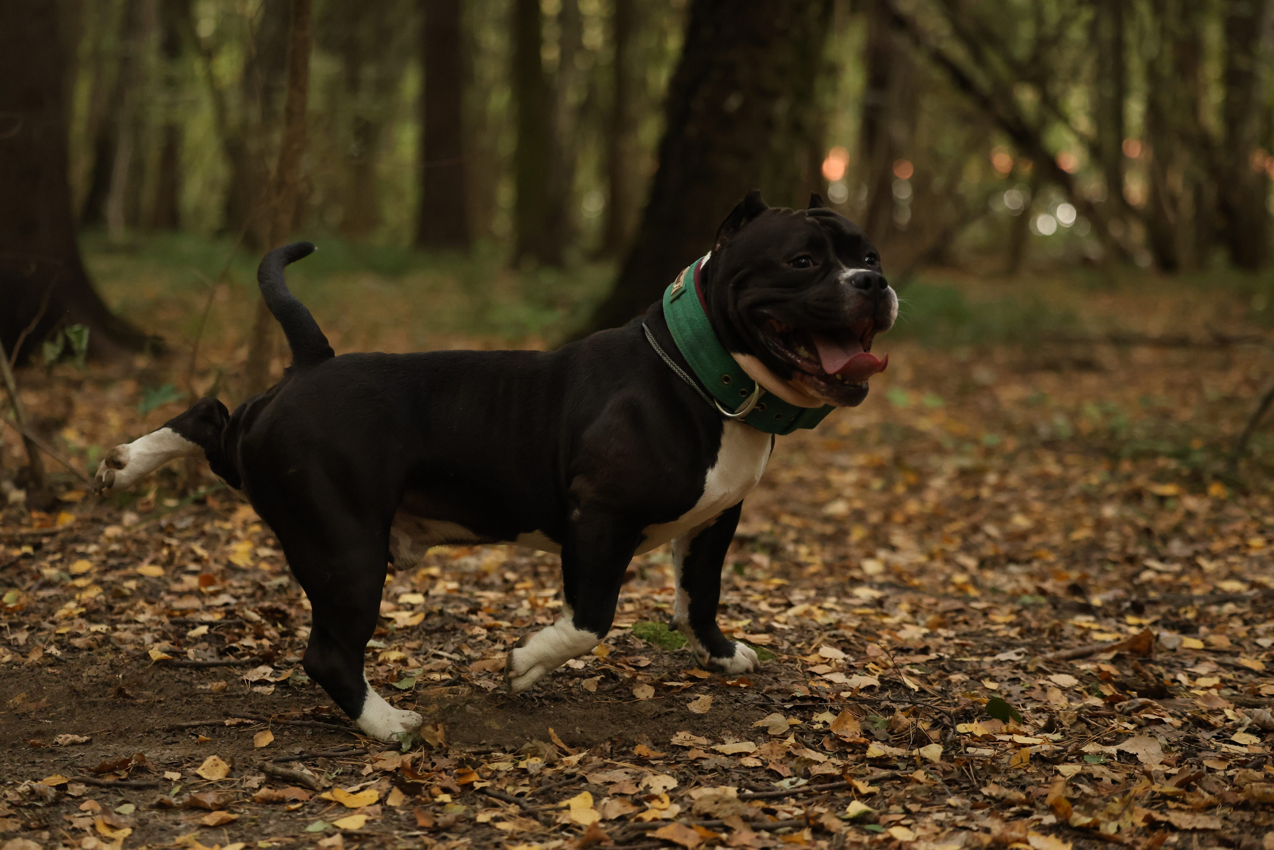 Бумер. Виктория Михайловская. Фотограф-анималист. Москва