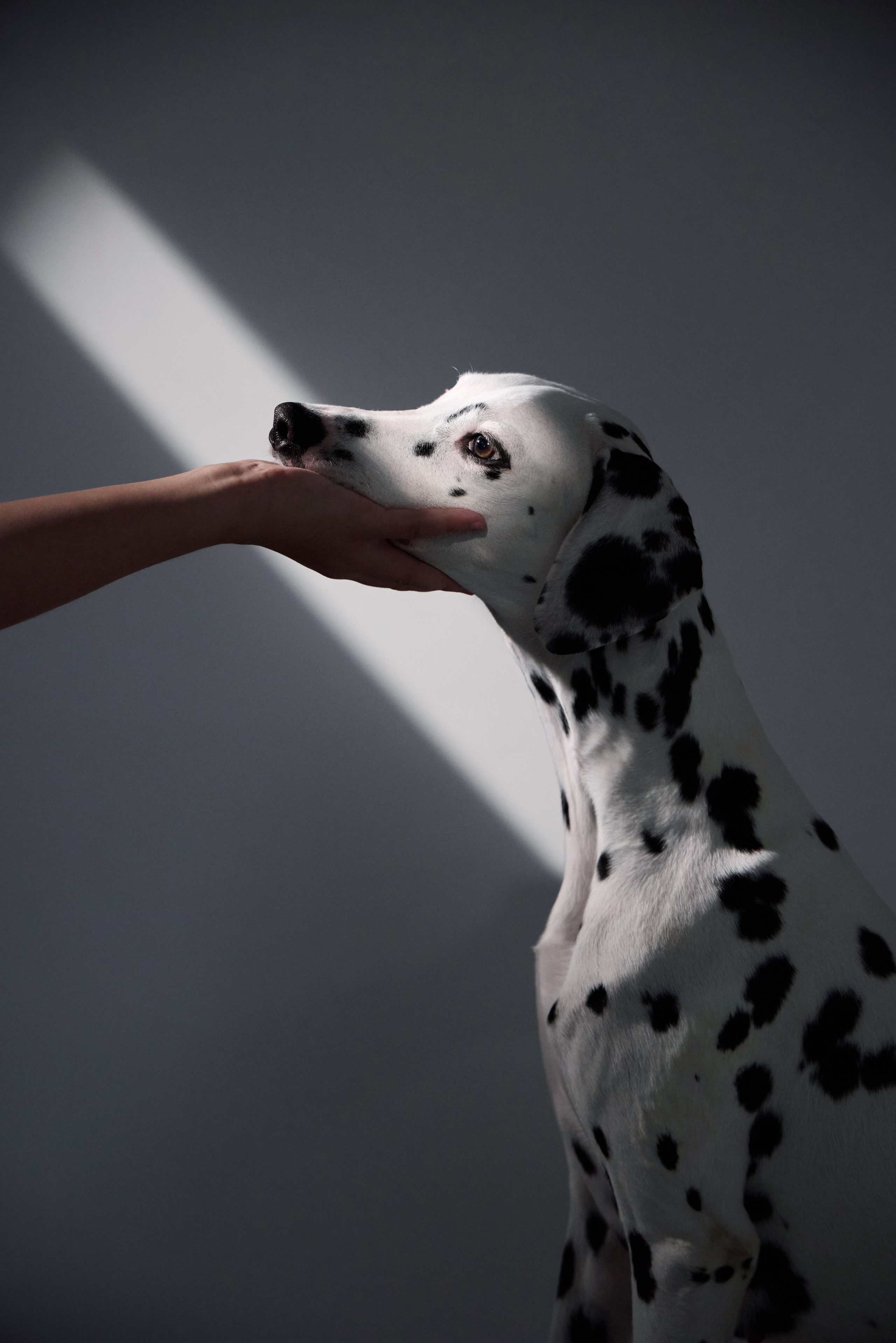 Dalmatian Form. Dog Photographer Anna Averianova | Art & Commercial Pet Photography