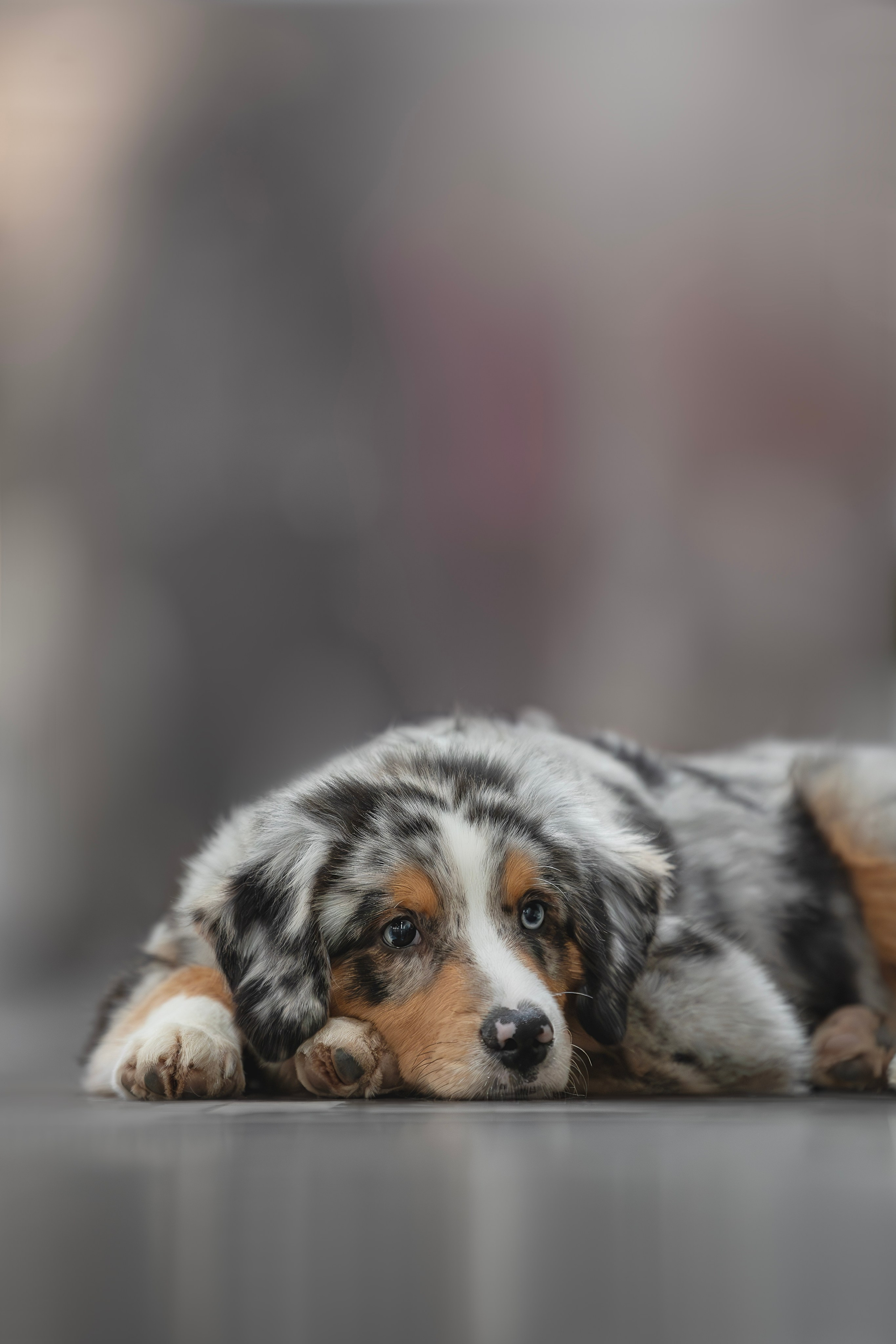 Выставки. Фотограф анималист в Москве Майорова Евгения