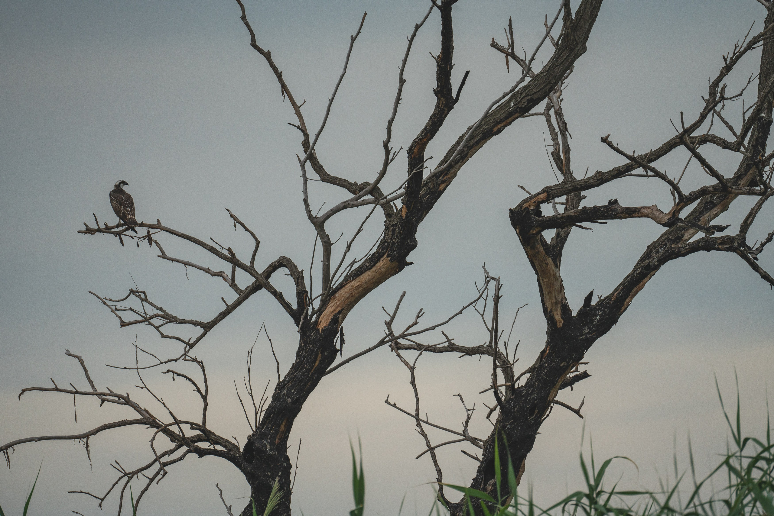 Золотые лотосы. Июль