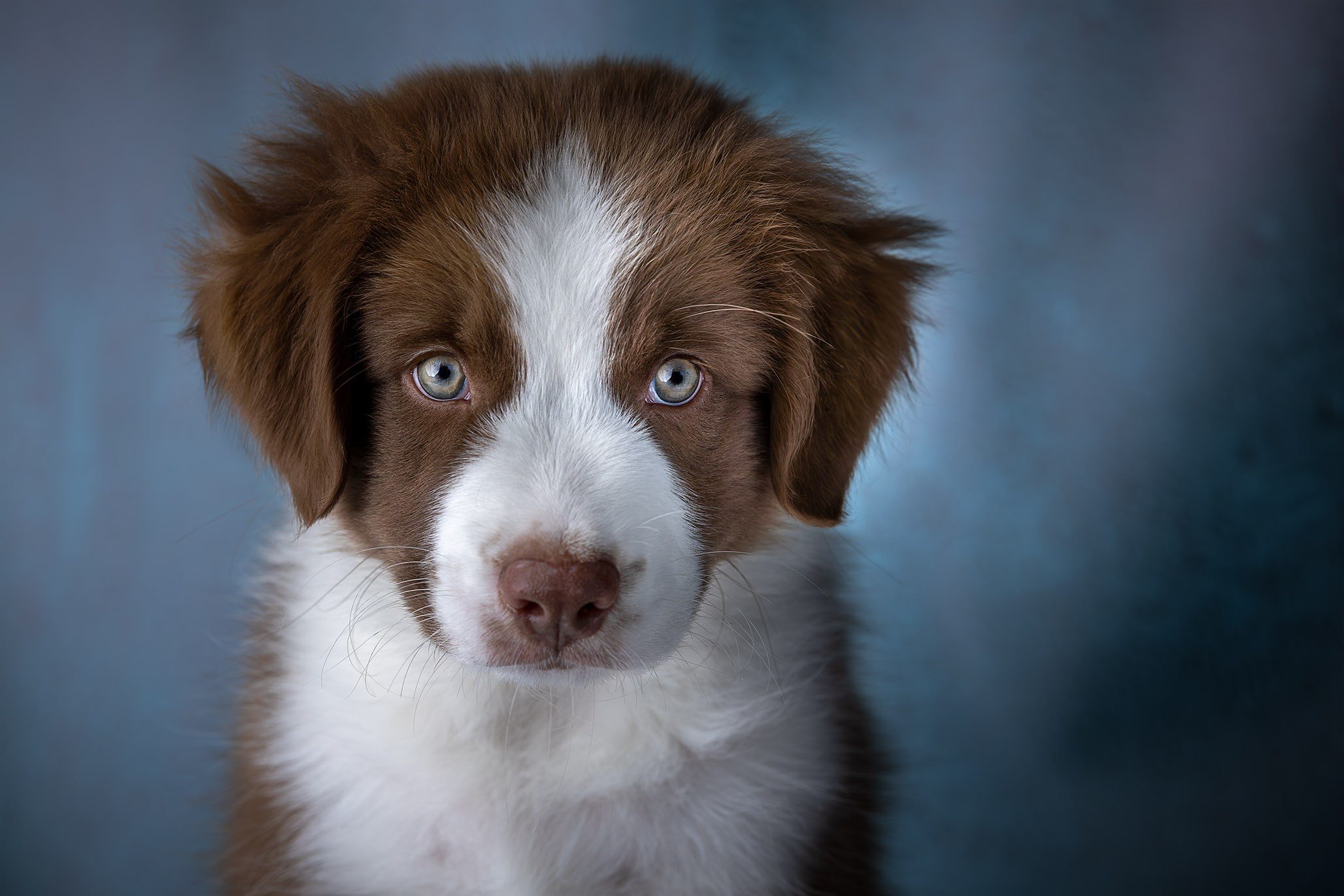 Дин, Австралийская Овчарка. Ирина Голомб|Фотограф-анималист в  Сочи и Калининграде