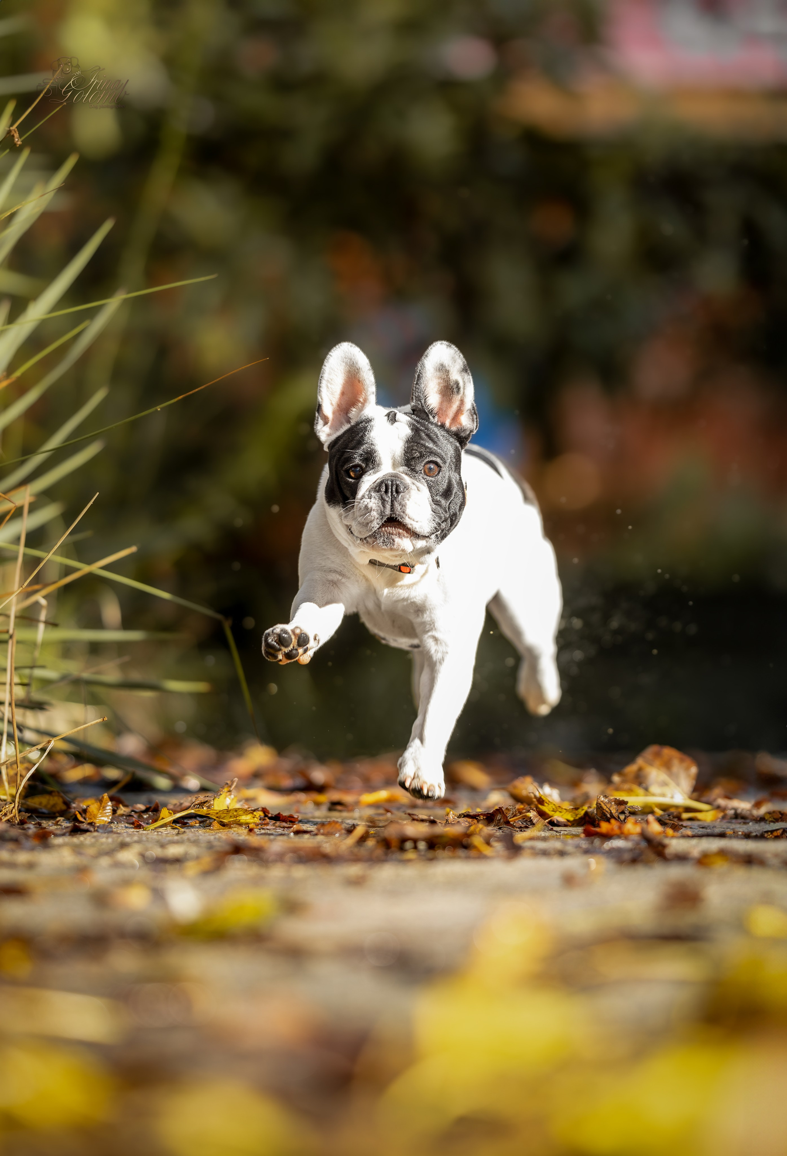 Французский Бульдог Инди. Ирина Голомб|Фотограф-анималист в  Сочи и Калининграде