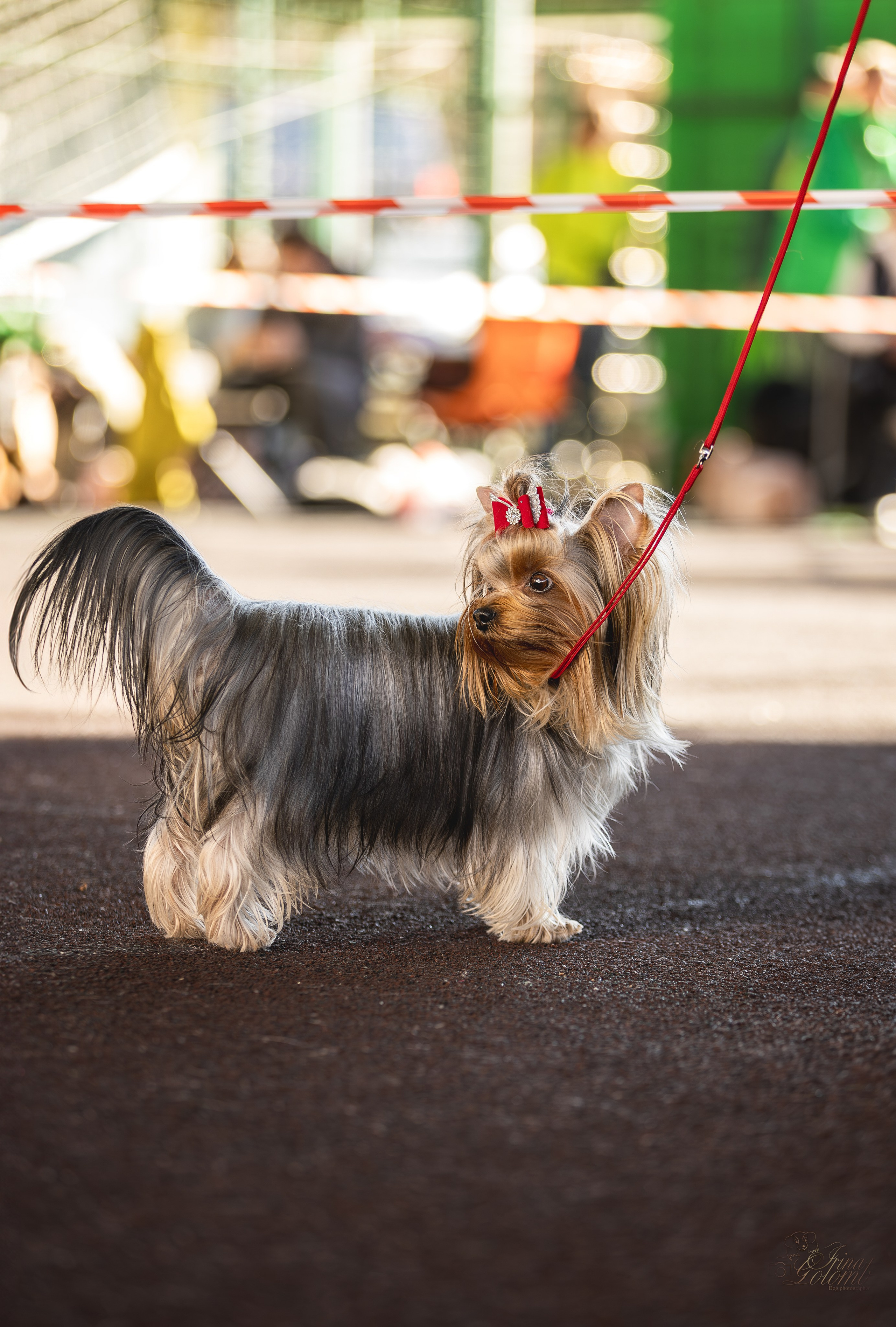 Выставка 25.02.2024. Ирина Голомб|Фотограф-анималист в  Сочи и Калининграде