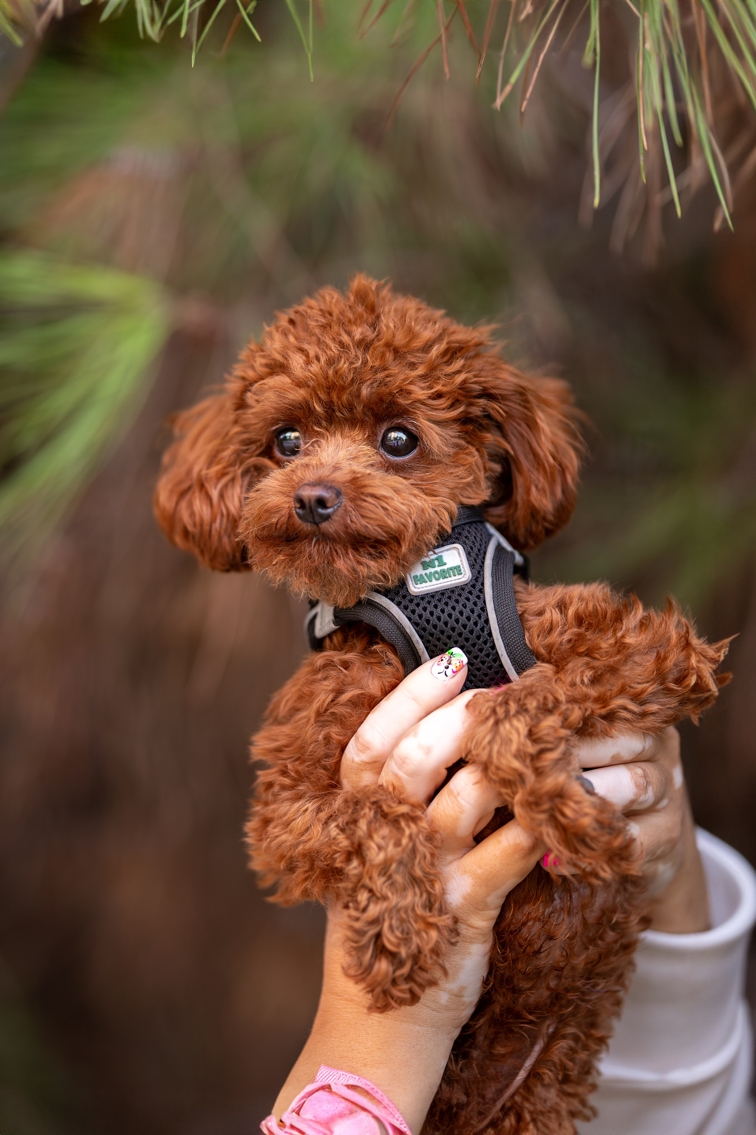 Марик, тикап-пудель. Ирина Голомб|Фотограф-анималист в  Сочи и Калининграде