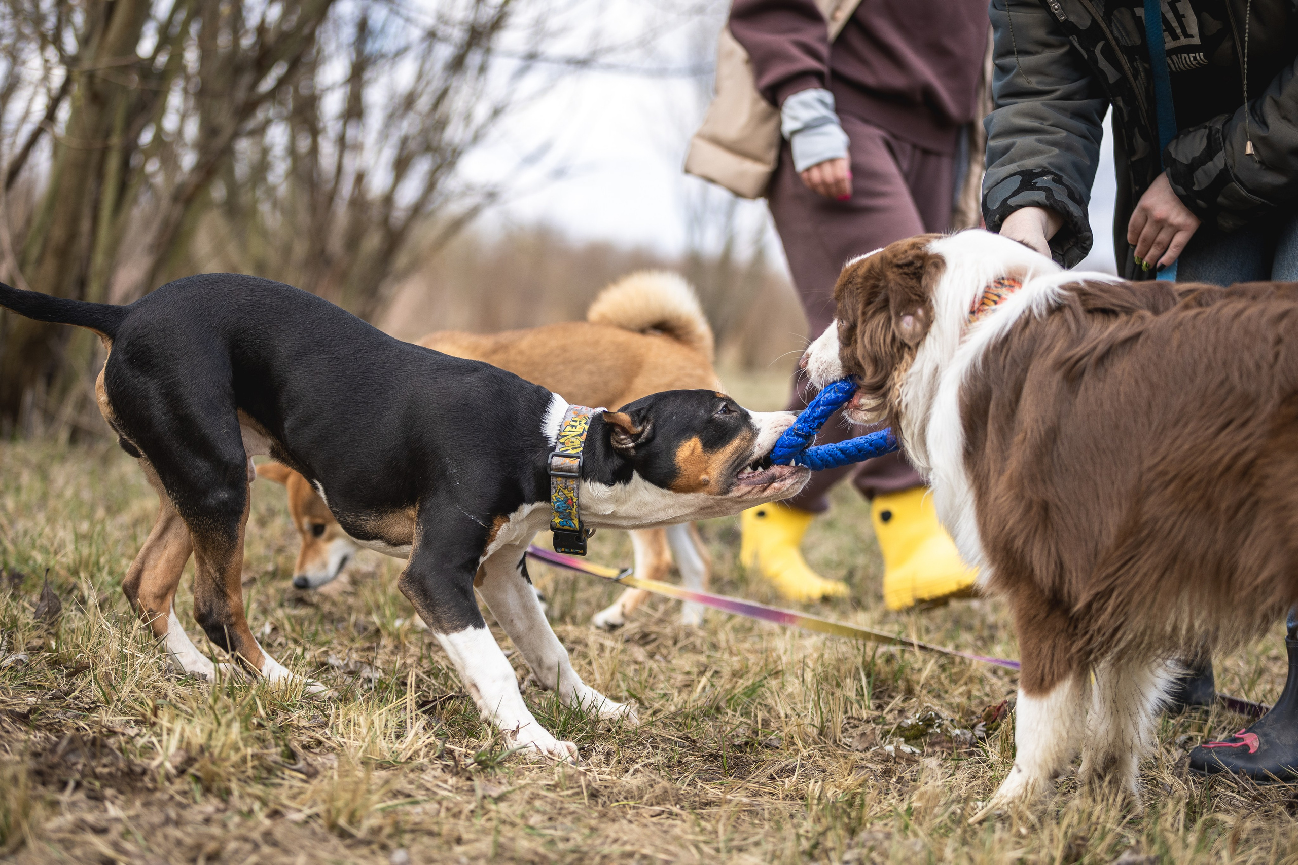 Догтуса 24.03.2024. Ирина Голомб|Фотограф-анималист в  Сочи и Калининграде