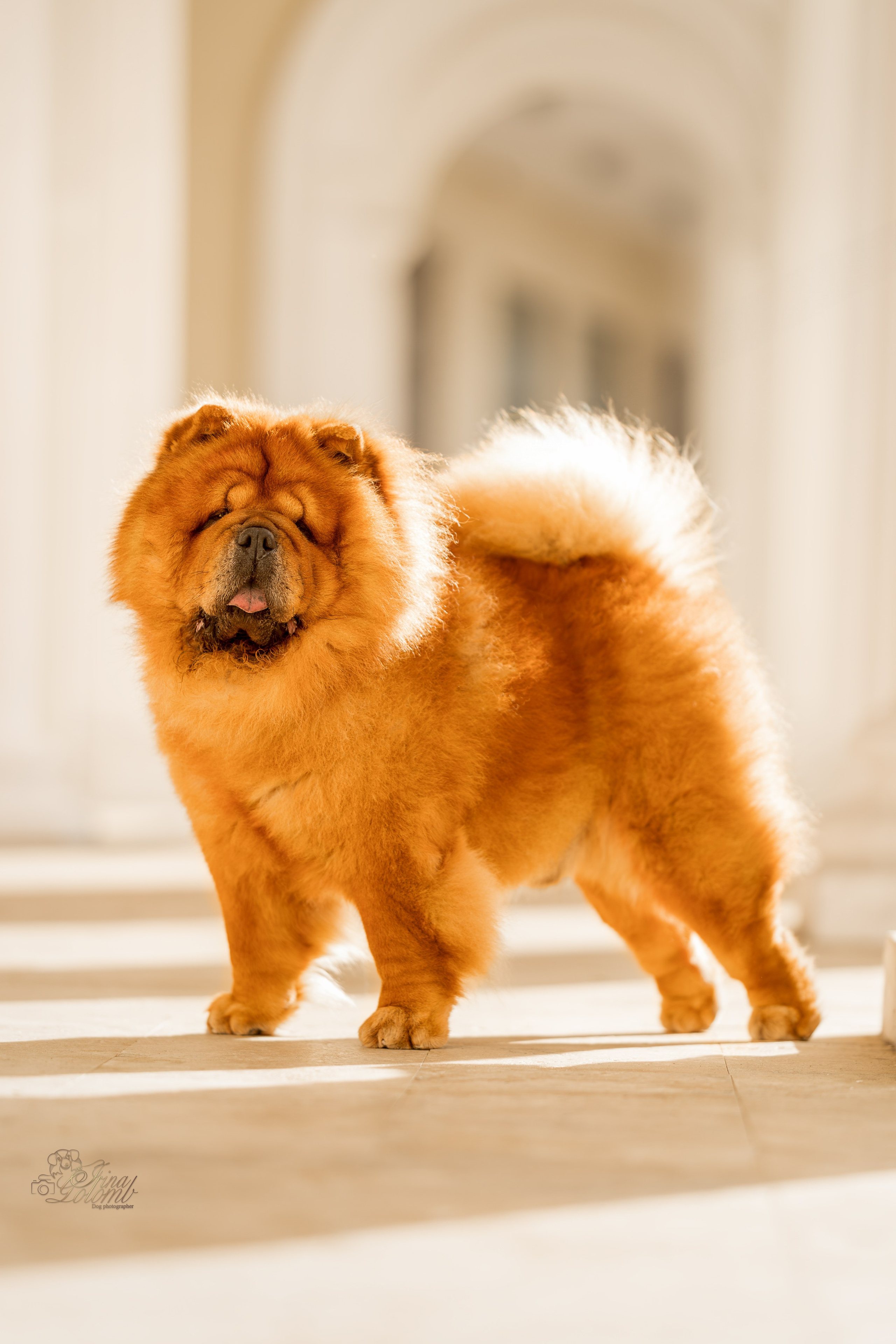 Дана и Макс, Чау-чау. Ирина Голомб|Фотограф-анималист в  Сочи и Калининграде