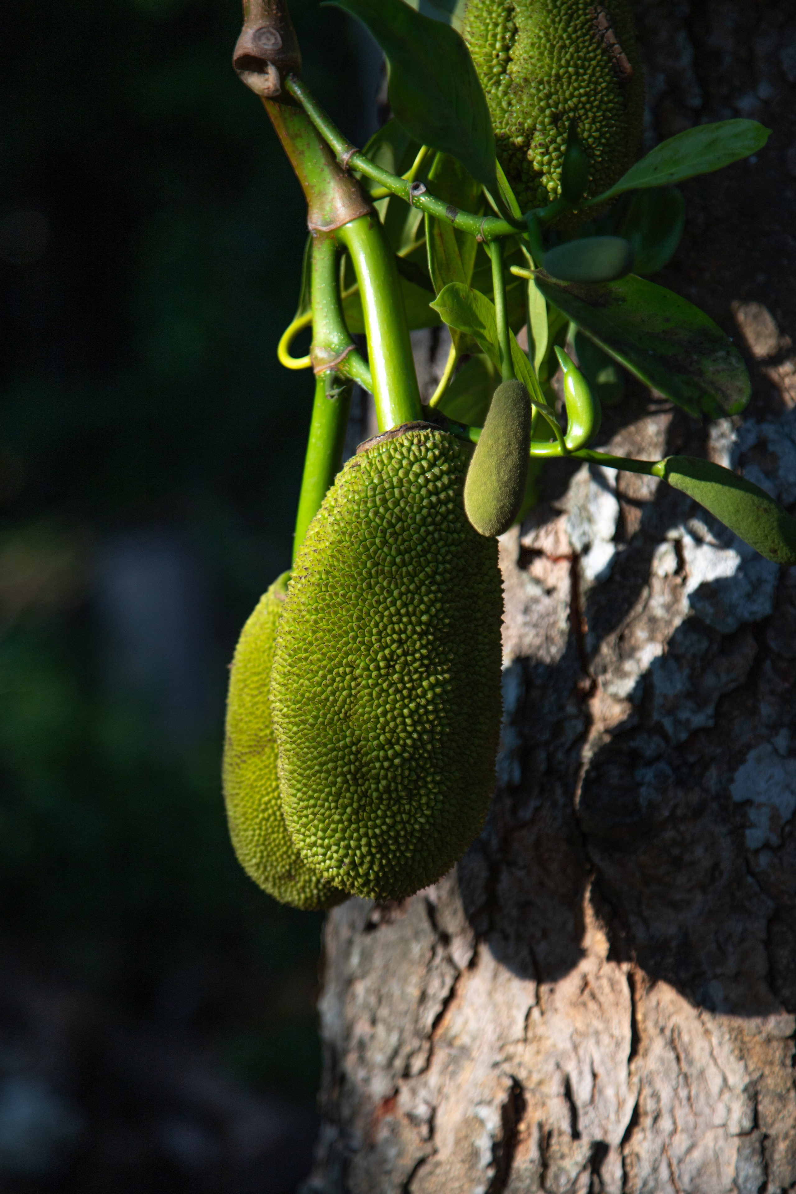 Шри-Ланка. Фотограф Юля Постнова