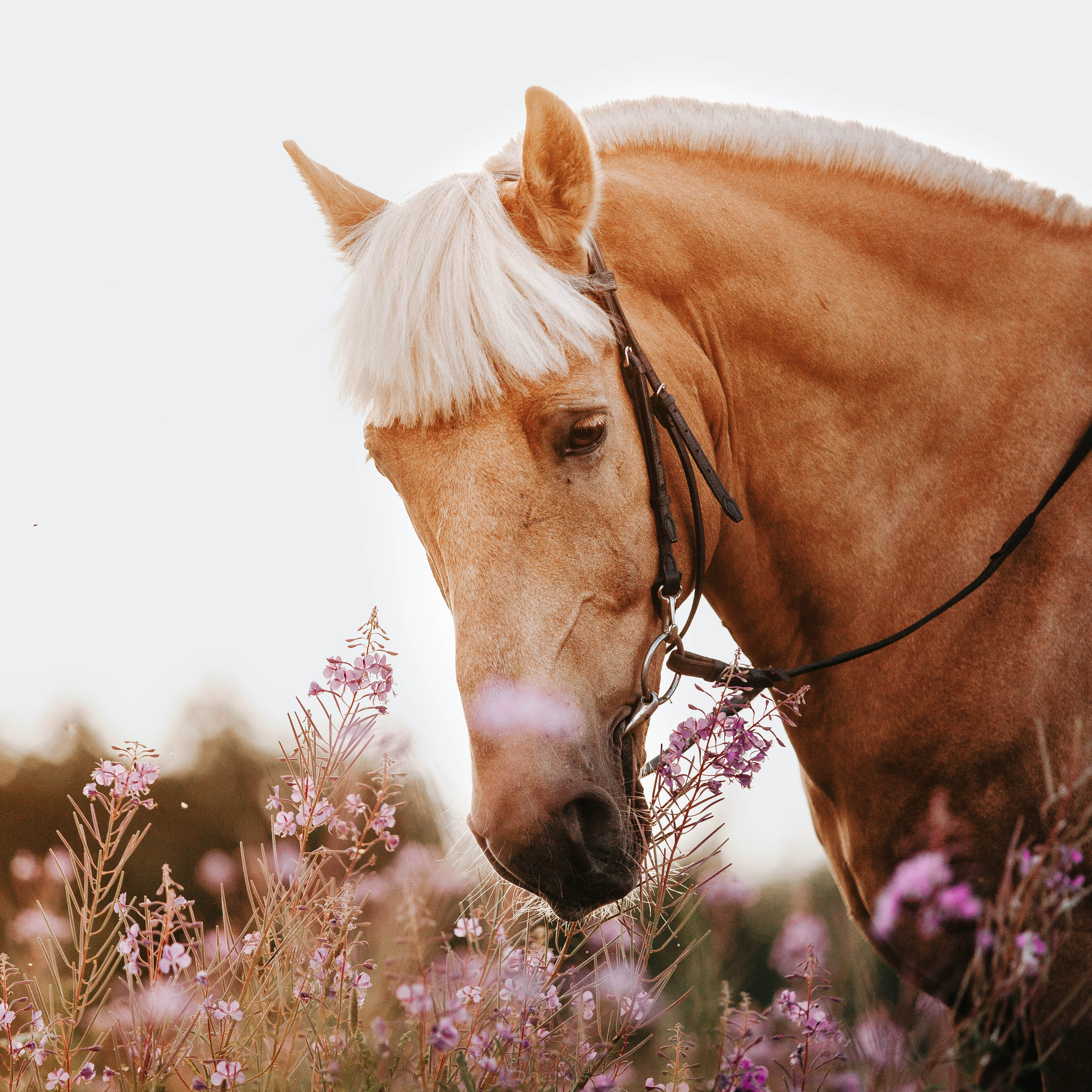 Алина и Гешефт. Главная