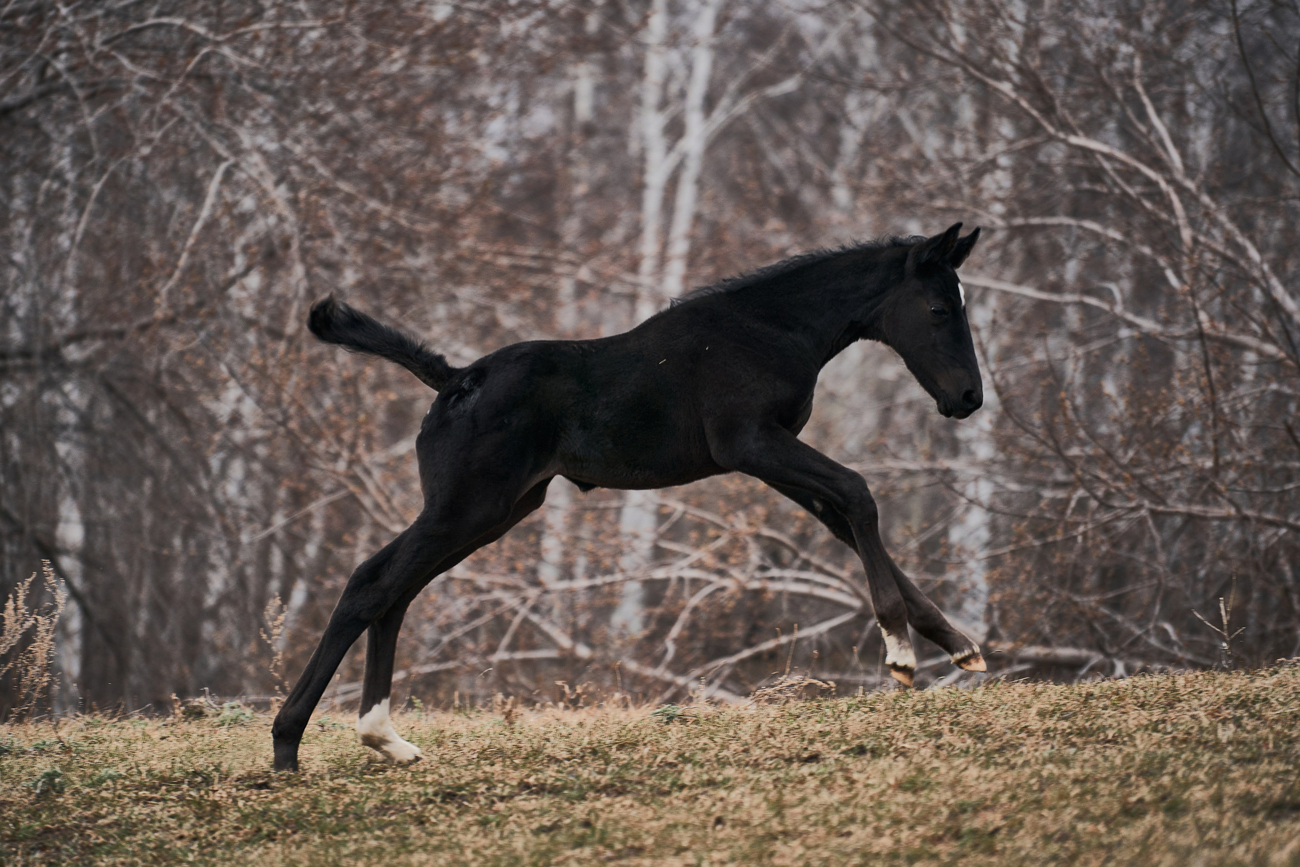 Деспина Хит, спортивная помесь, КСОЦ «Свобода». Фотосессии с лошадьми в Москве, Новосибирске