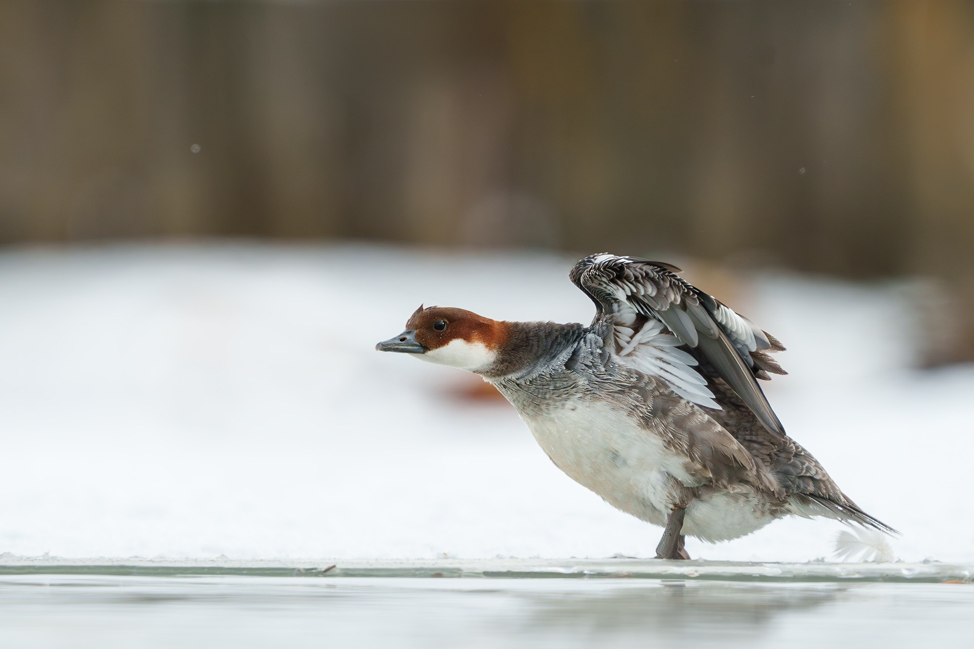 Удивительные мир птиц. Вокруг нас столько прекрасного — присмотритесь!. Ваш личный фотограф Марина Волкова